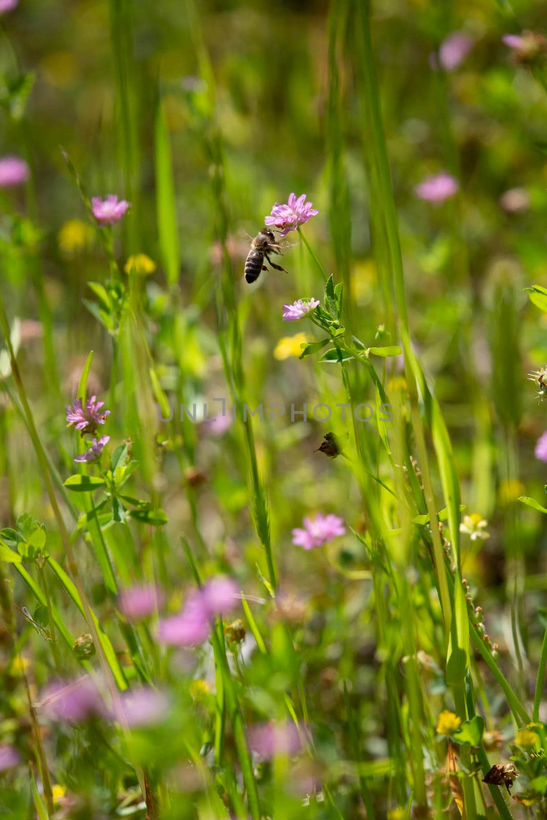 Honeybee (Apis) flying toward a purple wildflower