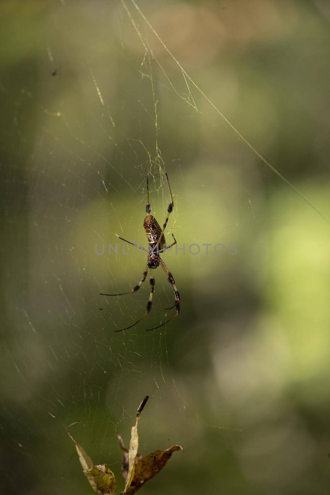 Golden orb weaver spider (Nephila) on its web
