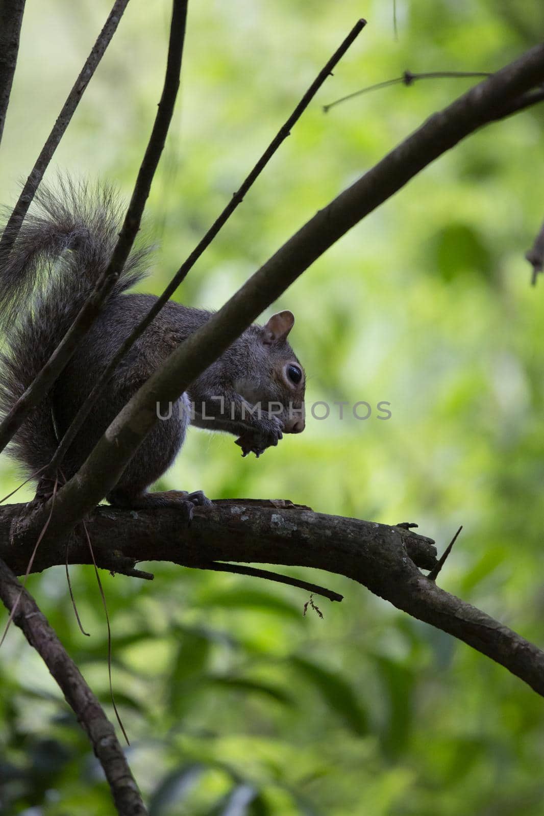 Squirrel eating from a pecan shell as it perches on a limb