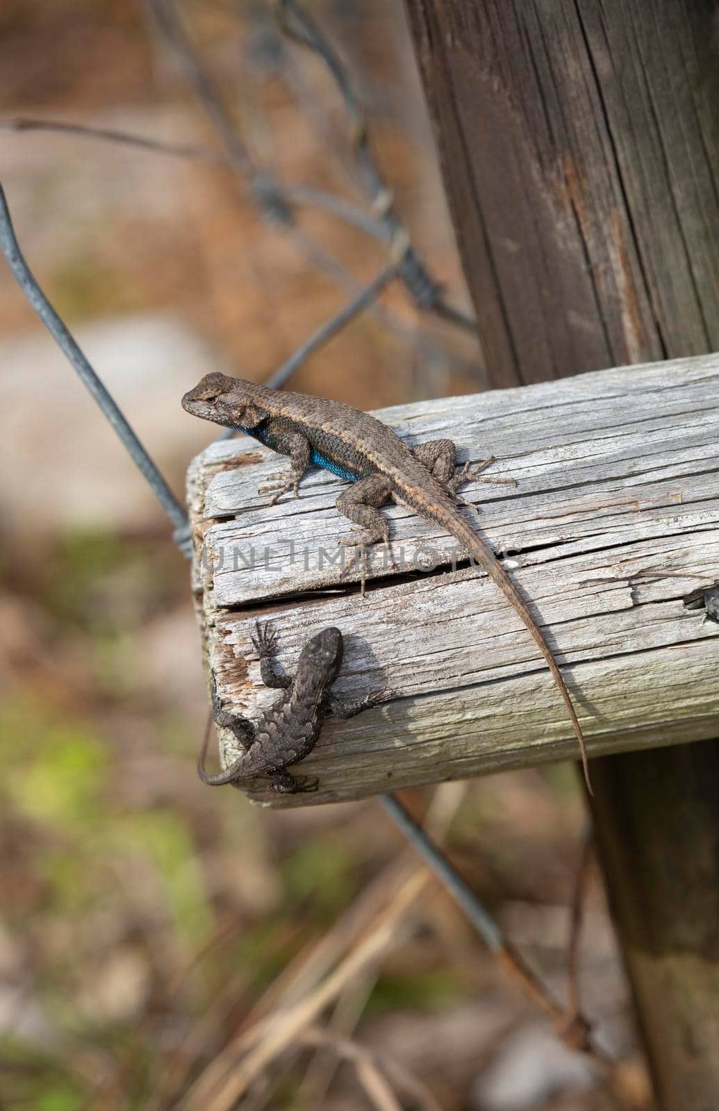 Female eastern fence lizard (Sceloporus consobrinus) approaching a large male on a wooden post