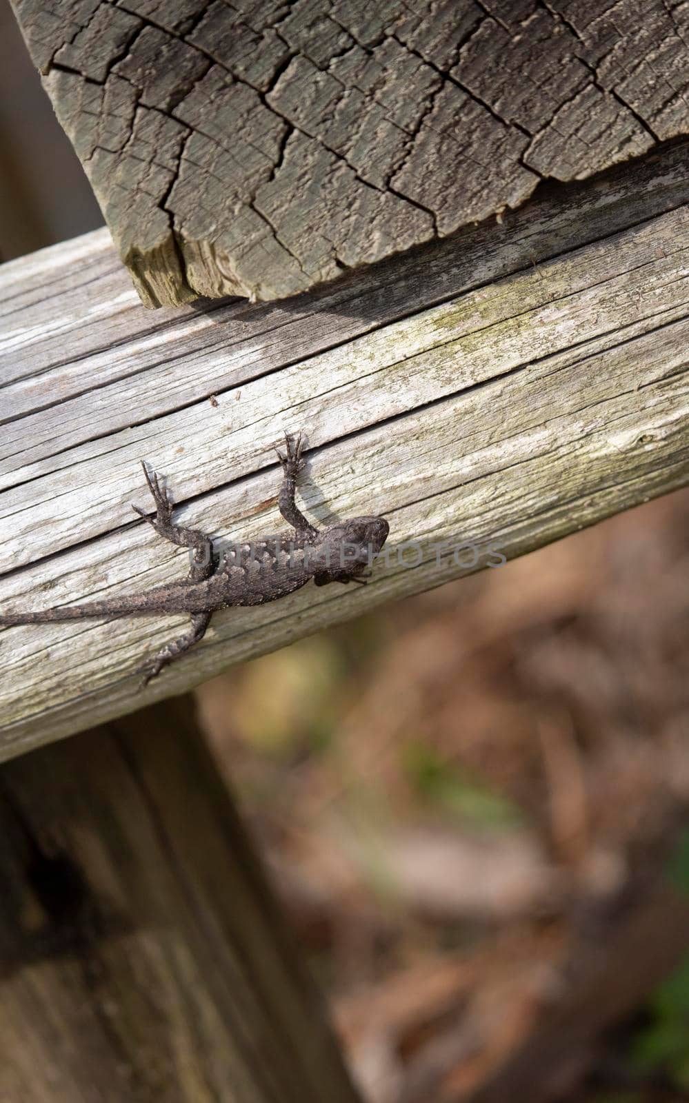 Female eastern fence lizard (Sceloporus consobrinus) on a wooden post