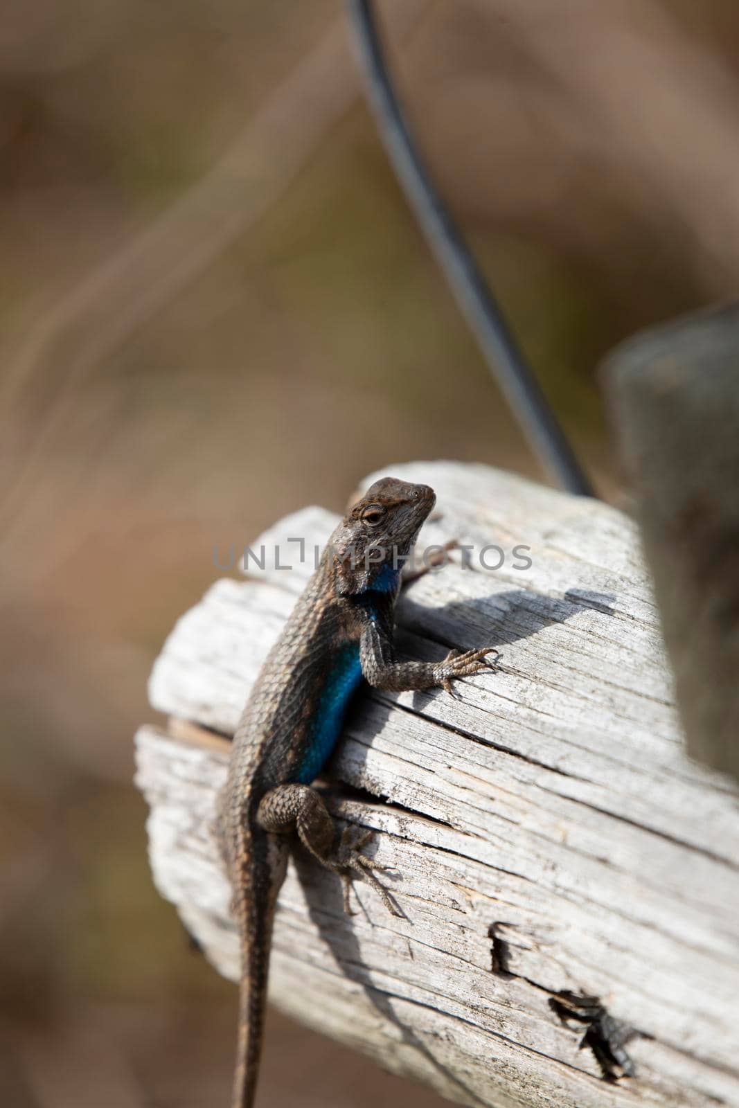 Large male eastern fence lizard (Sceloporus consobrinus) on a wooden post