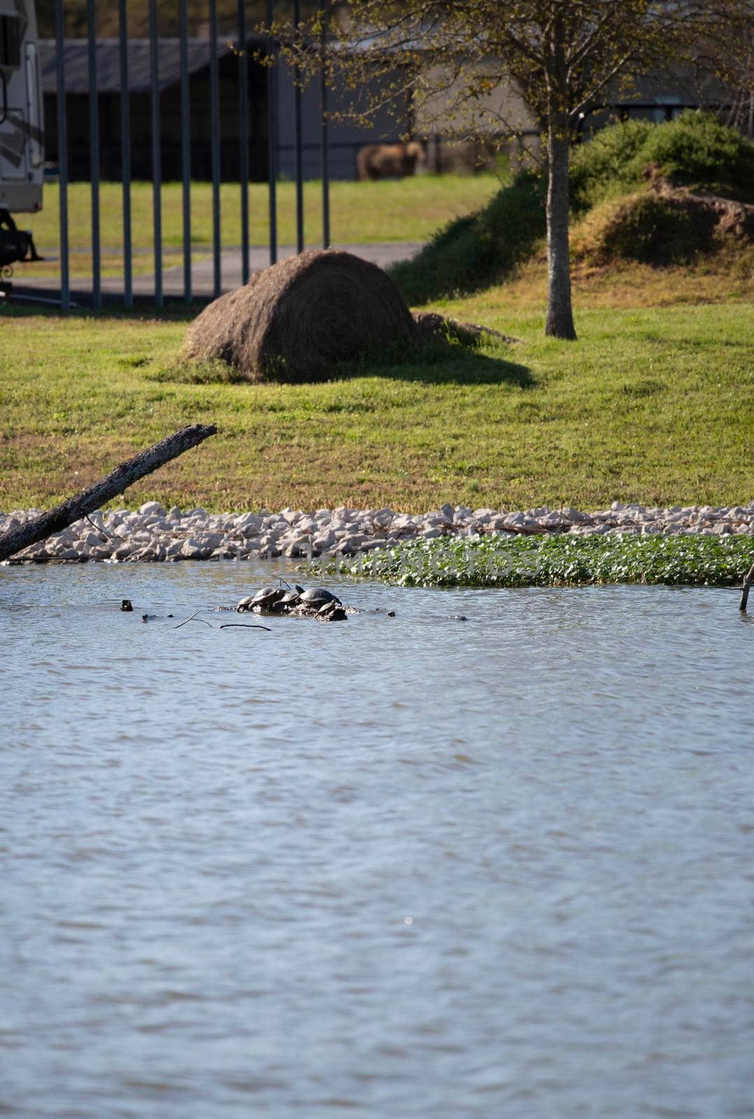 Red-Eared Pond Slider Turtles Sunning by tornado98