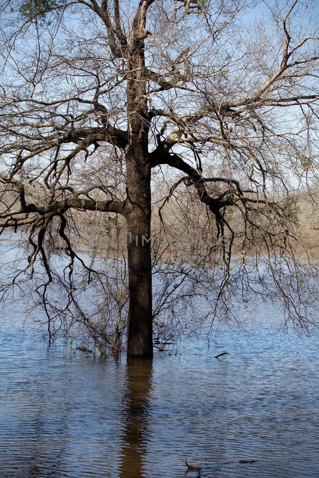 Single tree growing in shallow waters of a lake