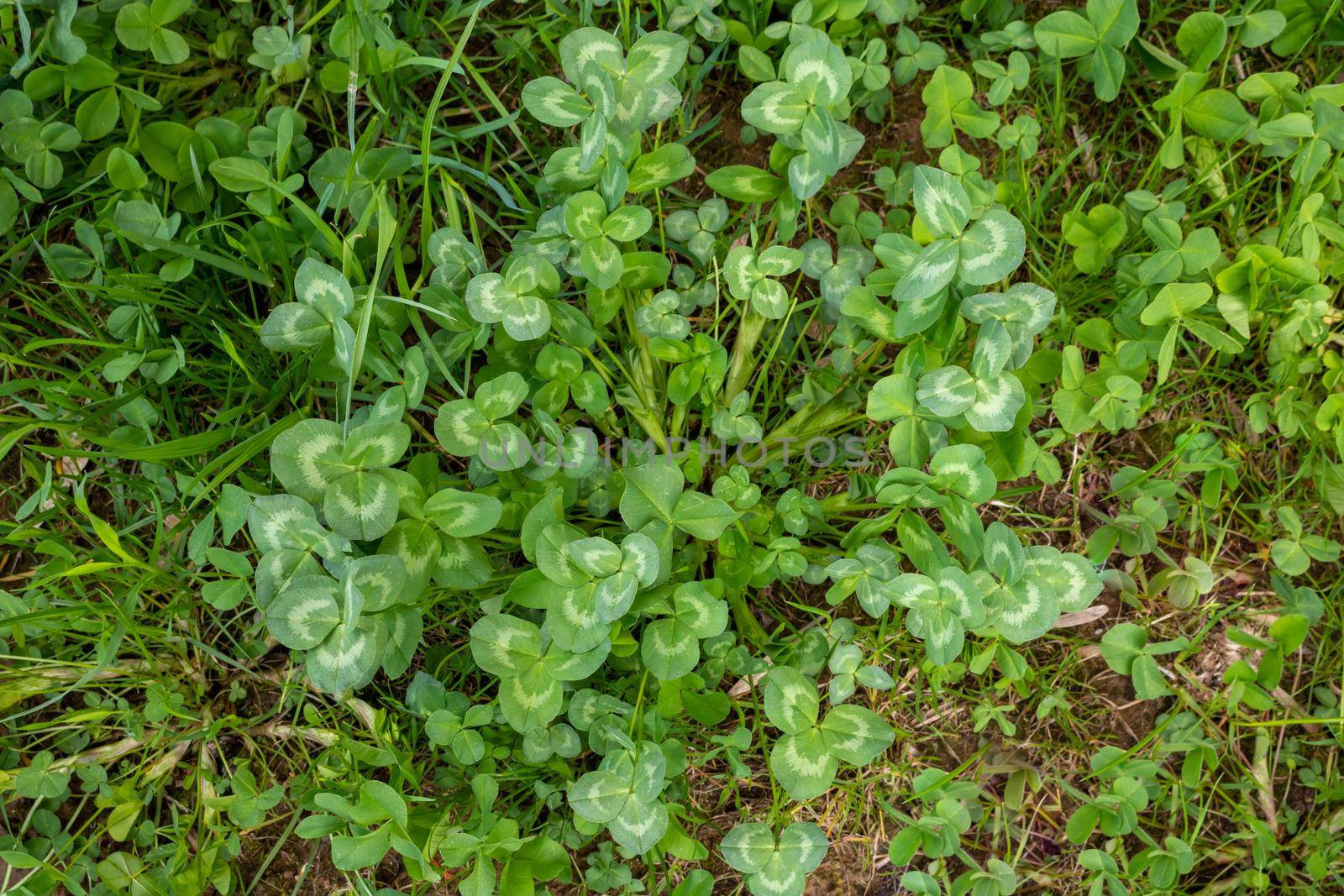 Green background of the four-leaf clover plant. An Irish traditional symbol. St. Patrick's Day.