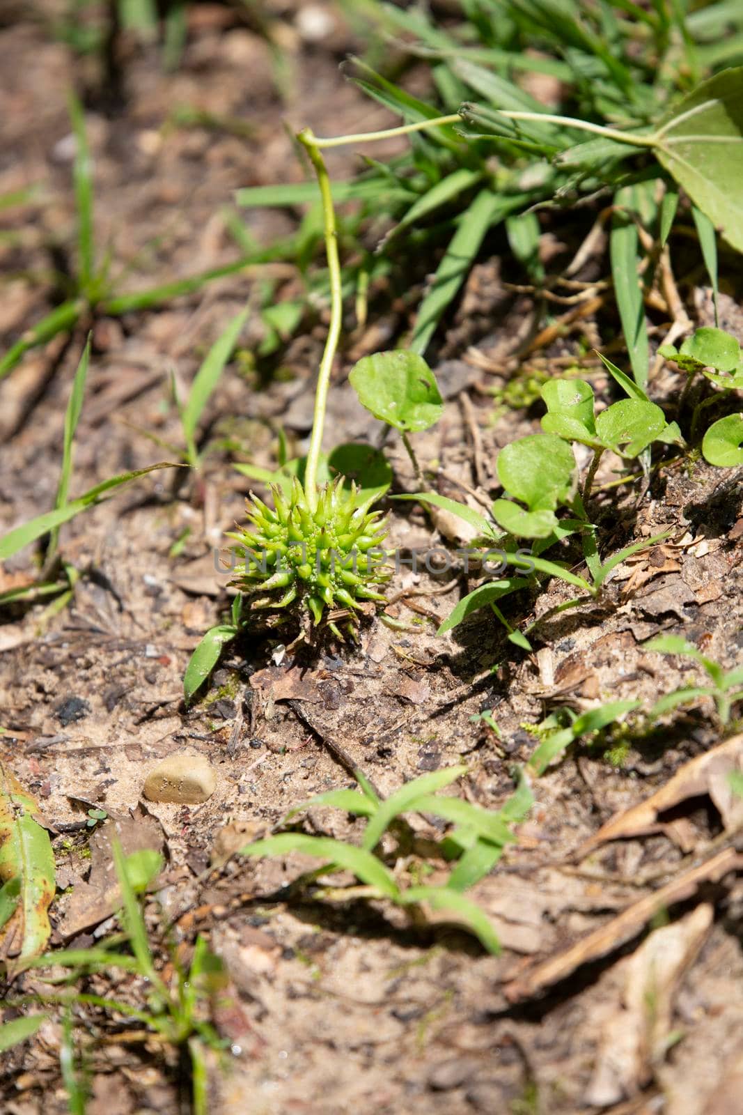Green sweetgum burr () on the dirt
