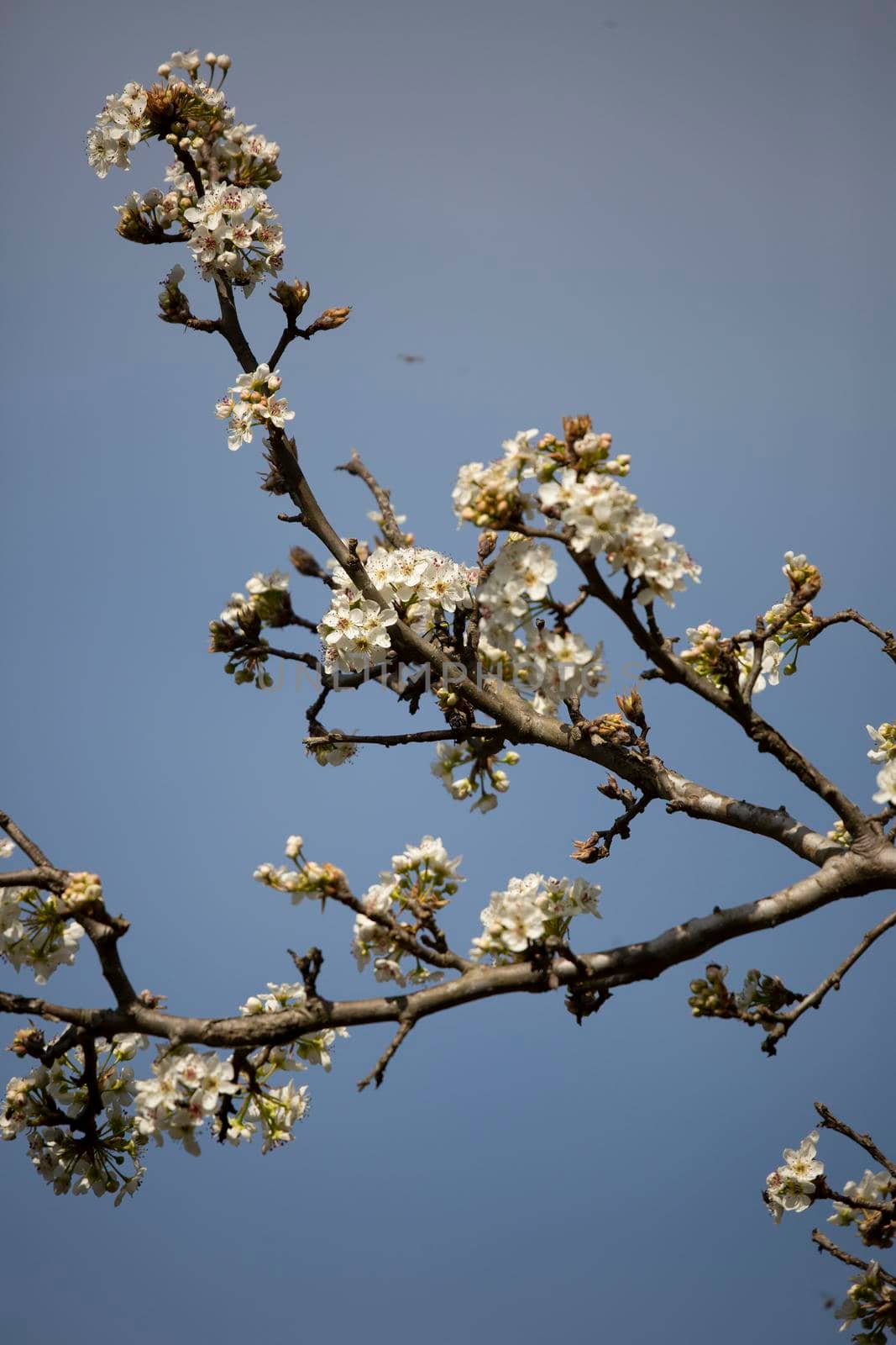 White flowering blooms on a Bradford pear tree (Pyrus calleryana)