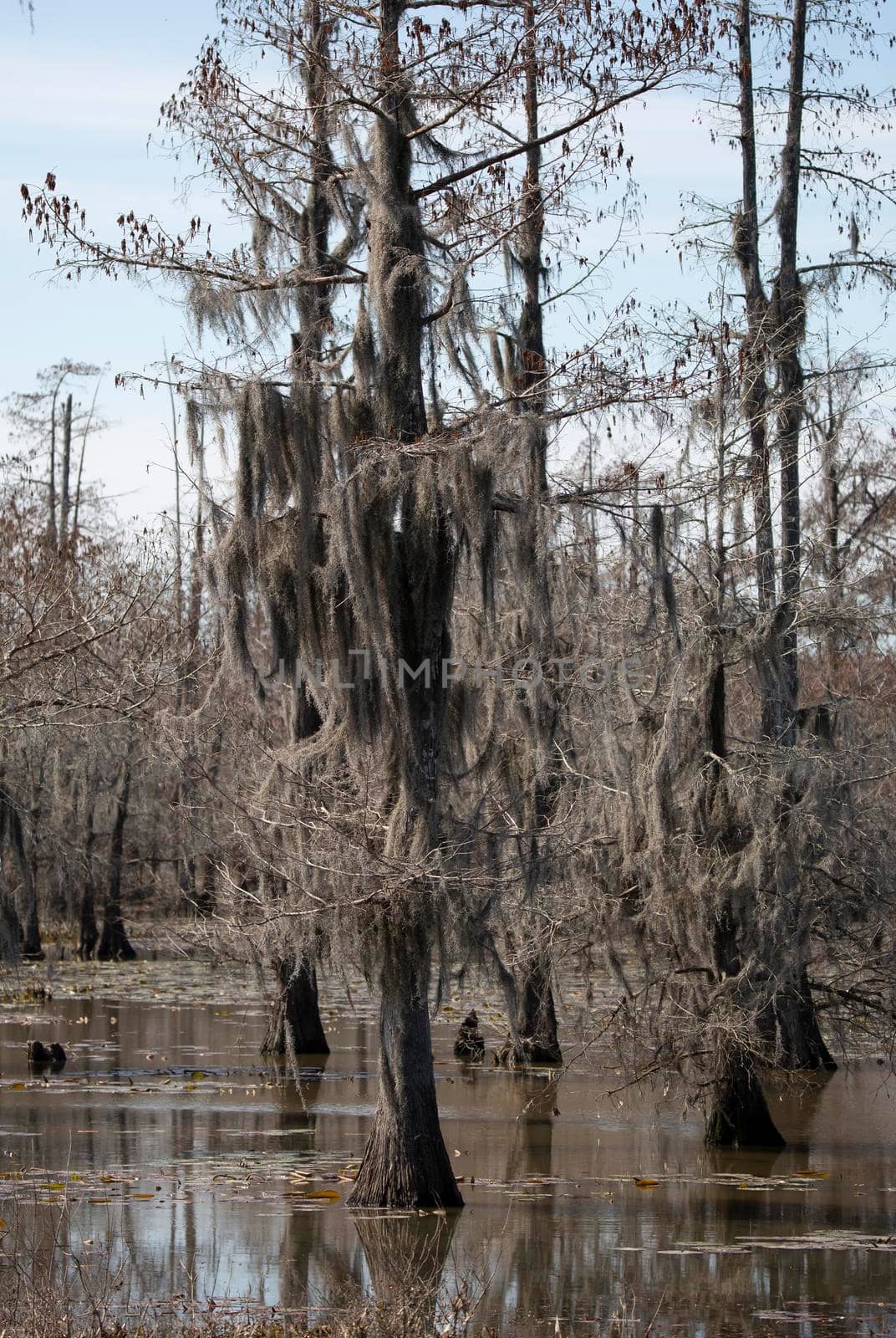 Trees covered in Spanish moss in the swamp