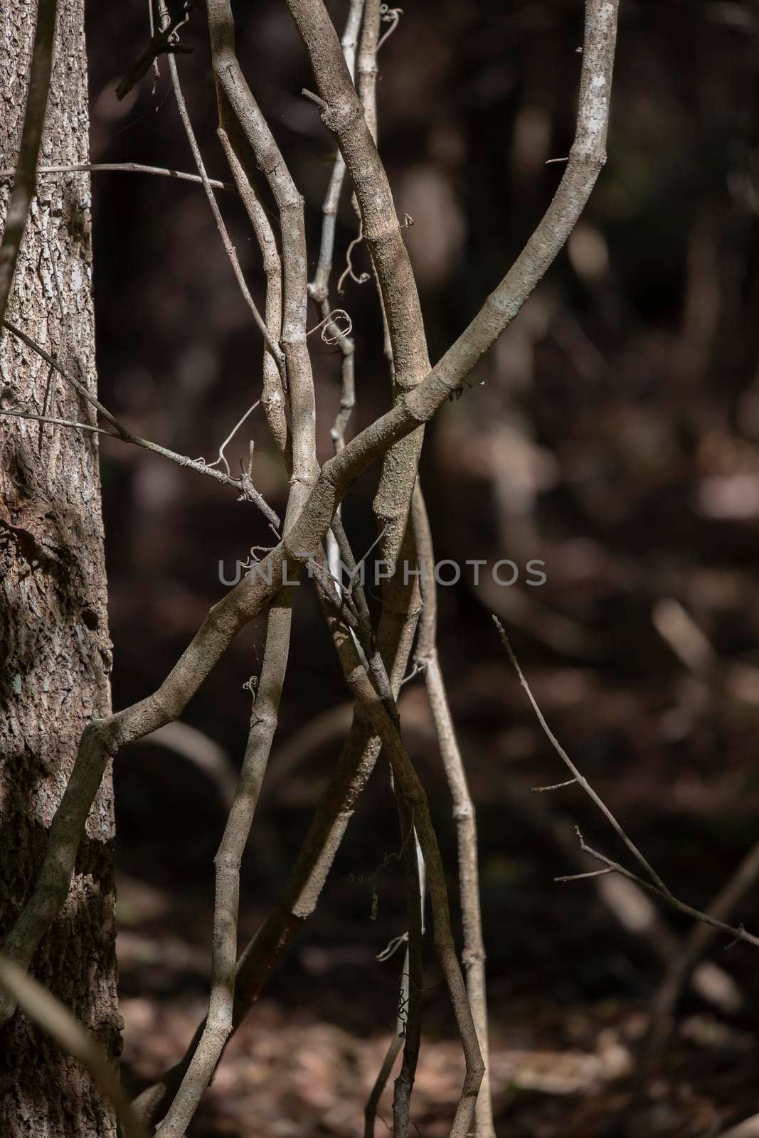 Close up of bramble and a tree in the fall season