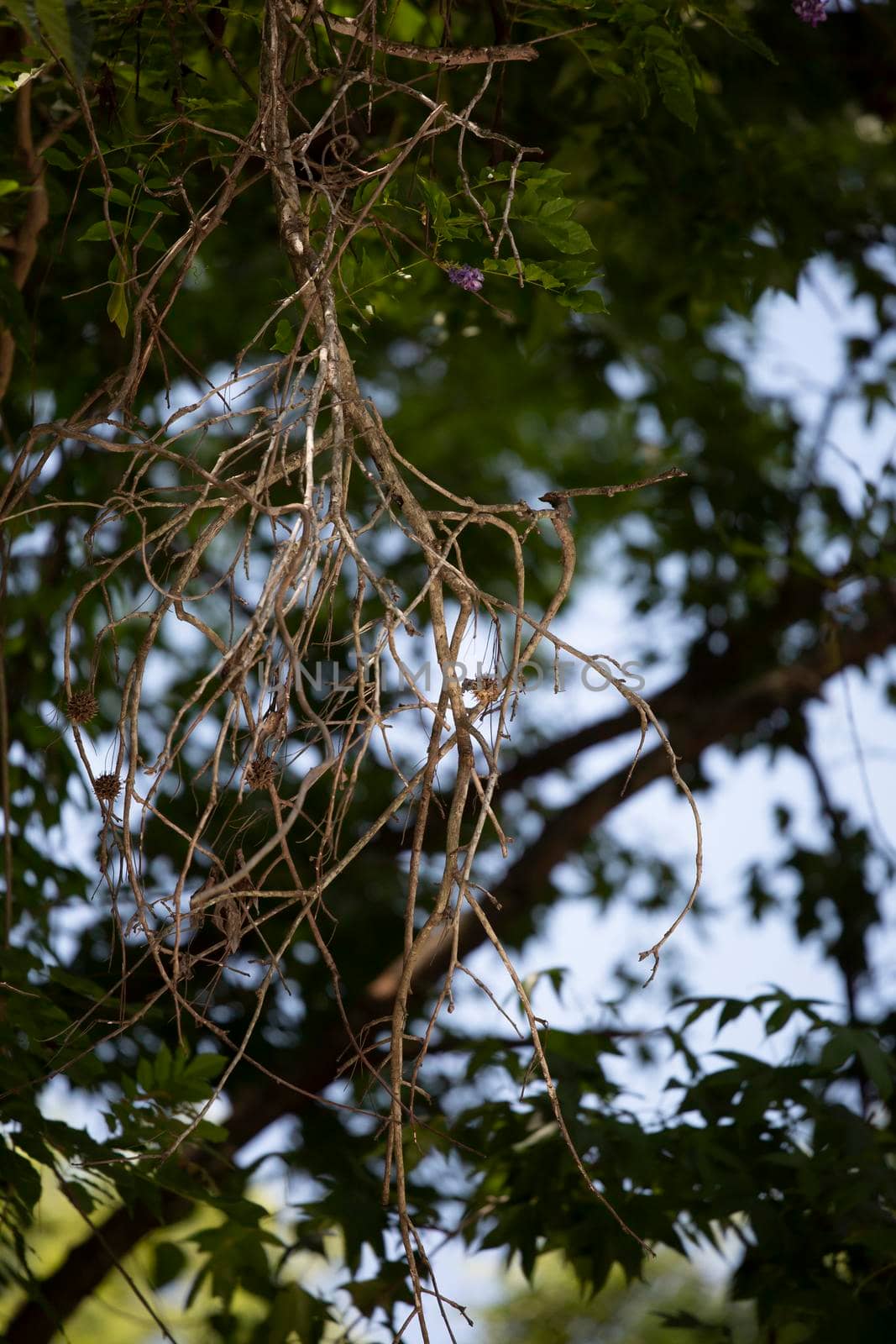 Close up of dried branches hanging from a tree