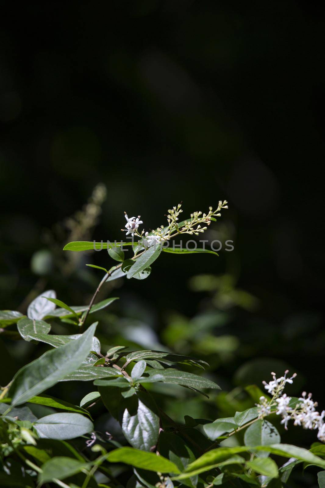 Tiny white blooms flowering on a green plant