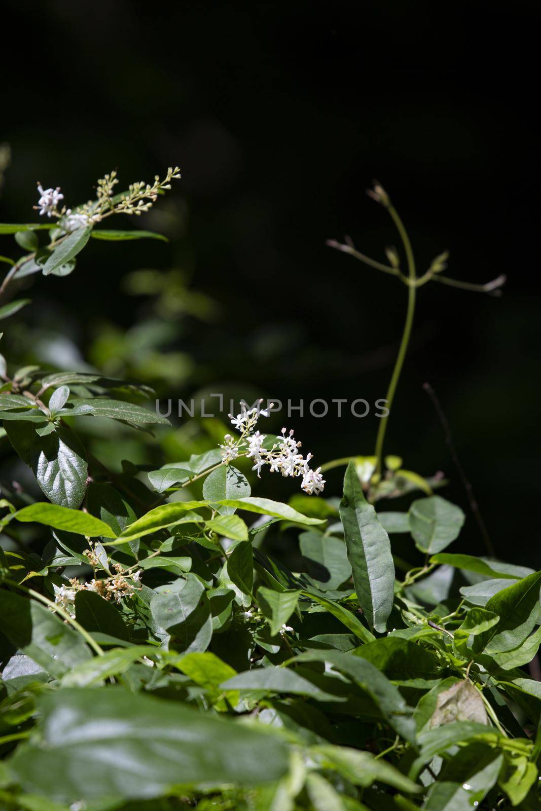 Tiny white blooms flowering on a green plant