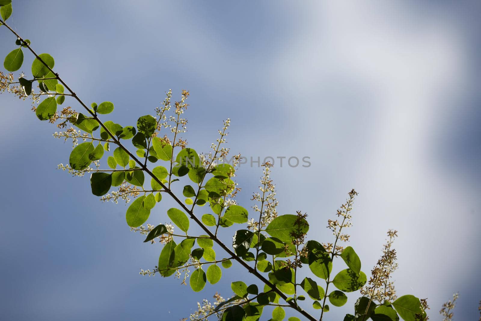 White blooms growing along a bush branch and jutting into the blue sky