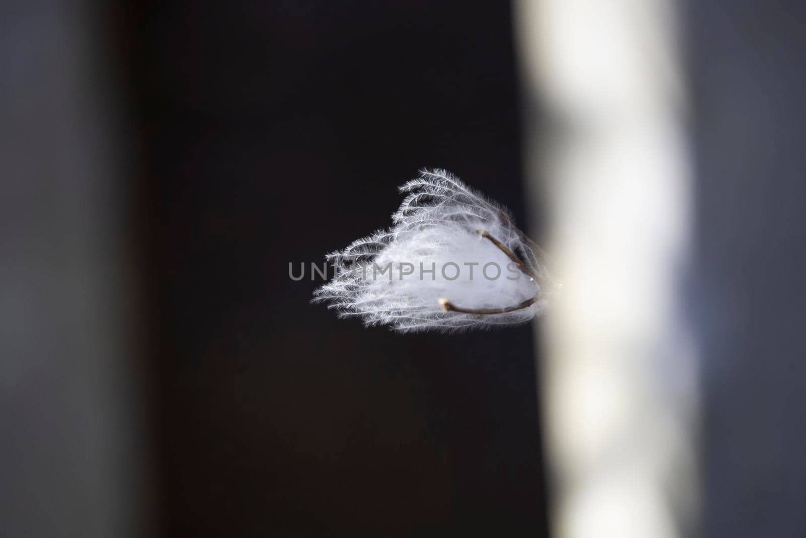 White Weed Blooming by tornado98