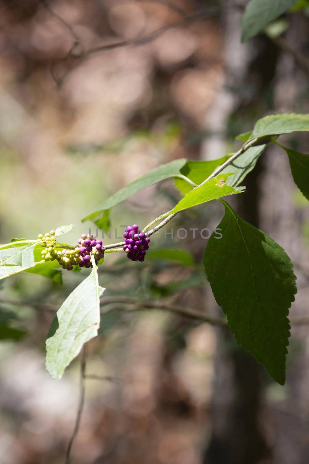 Close up of American beautyberry (Callicarpa americana) plant