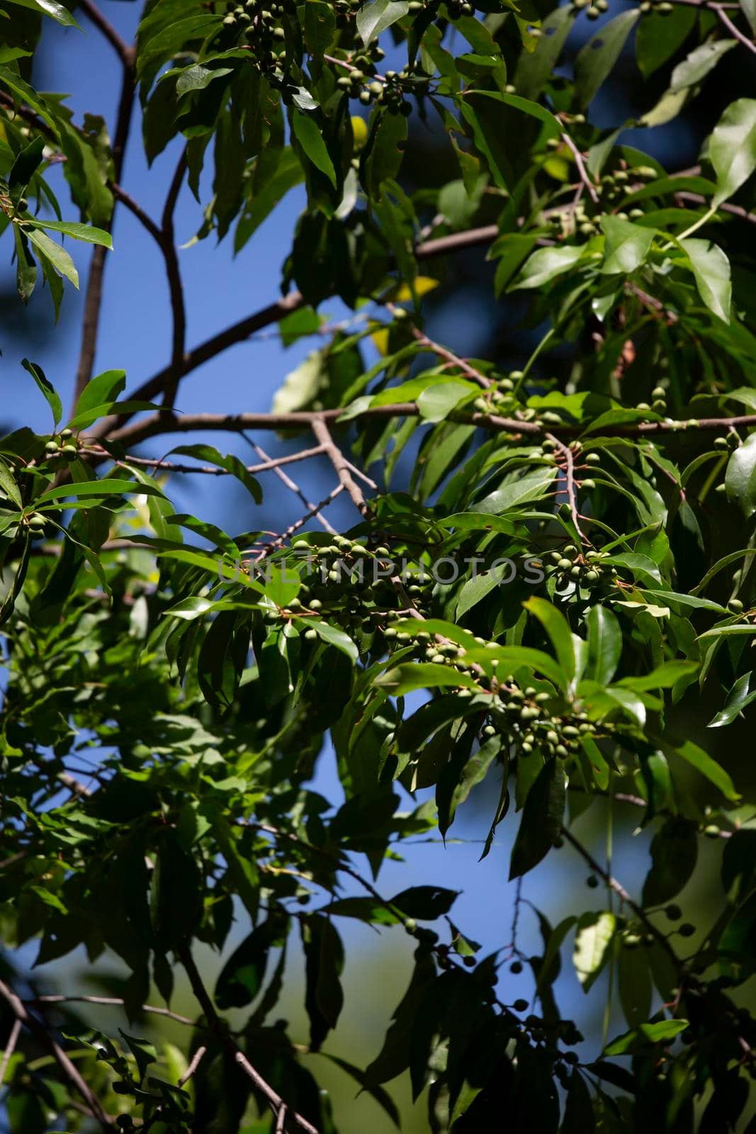 Green berries growing on a green, healthy bush