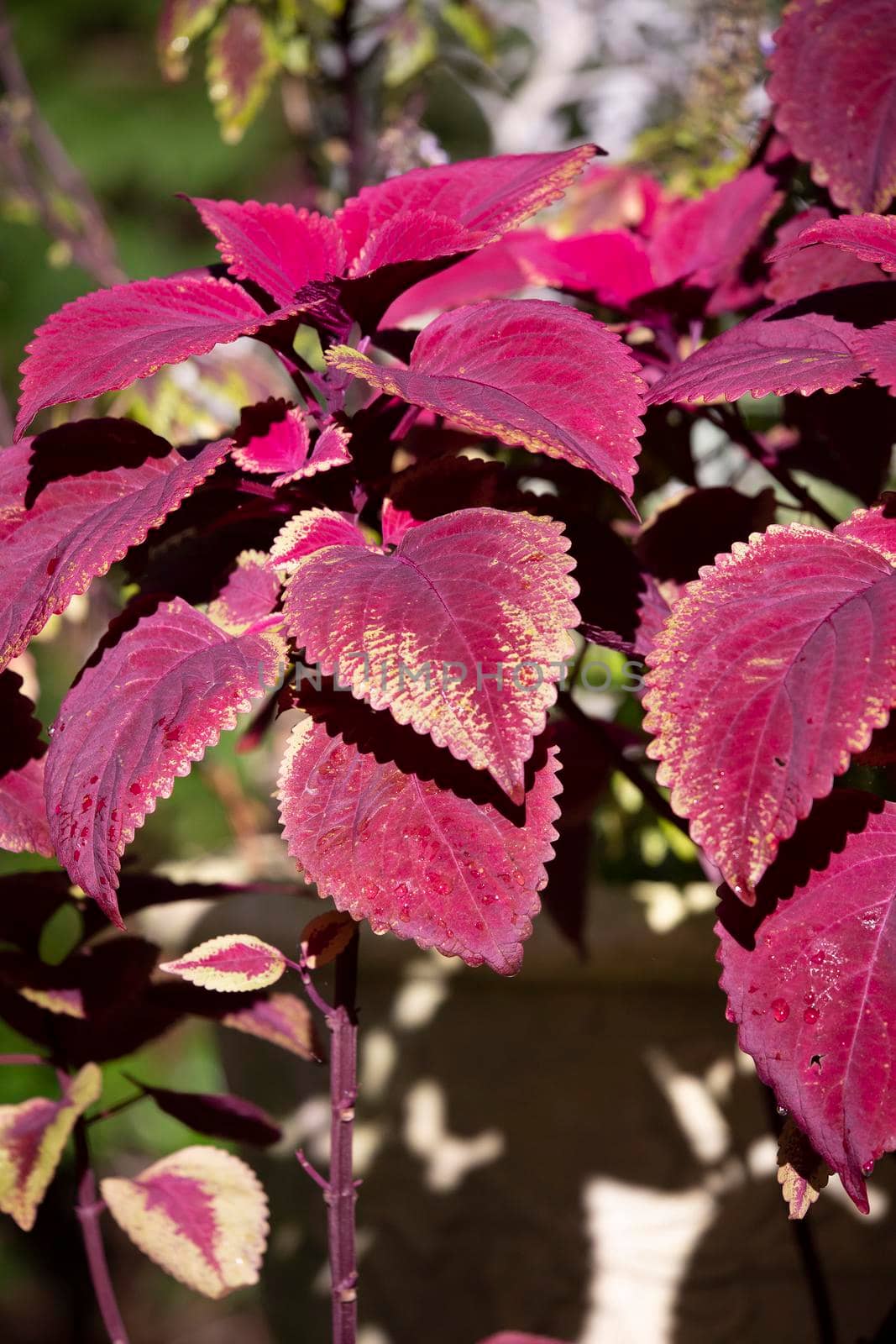 Leaves of a Coleus Plant by tornado98
