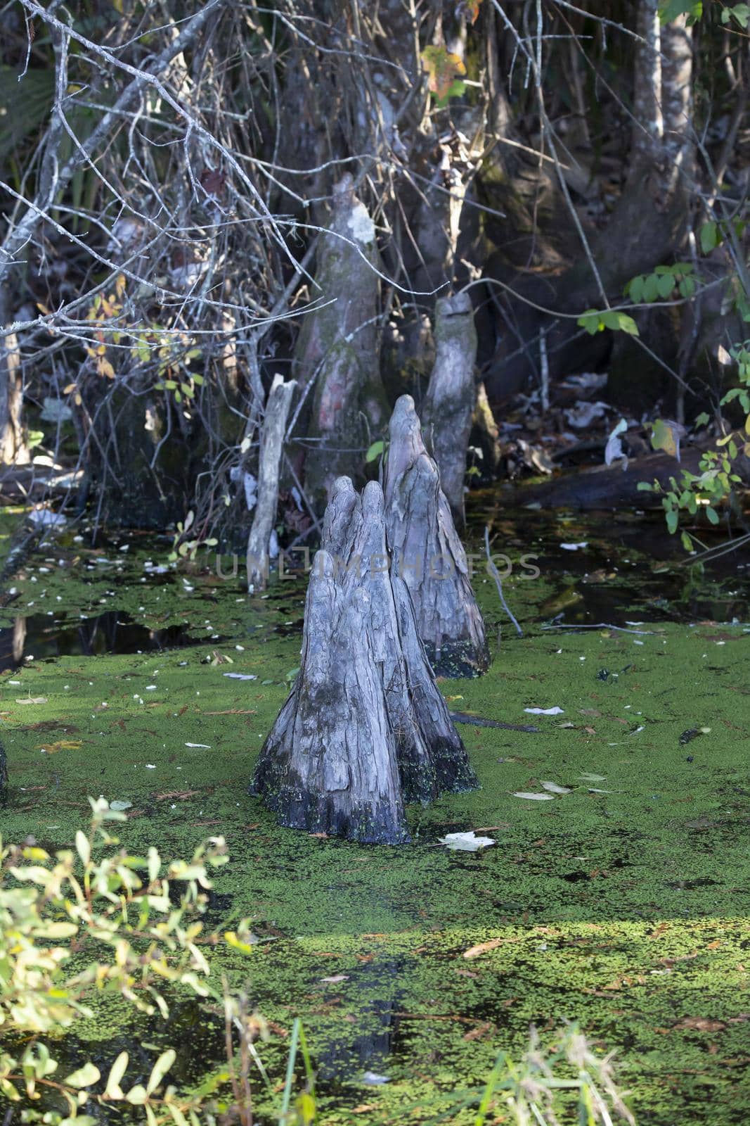 Cypress tree knees jutting out along the edge of a swamp lake