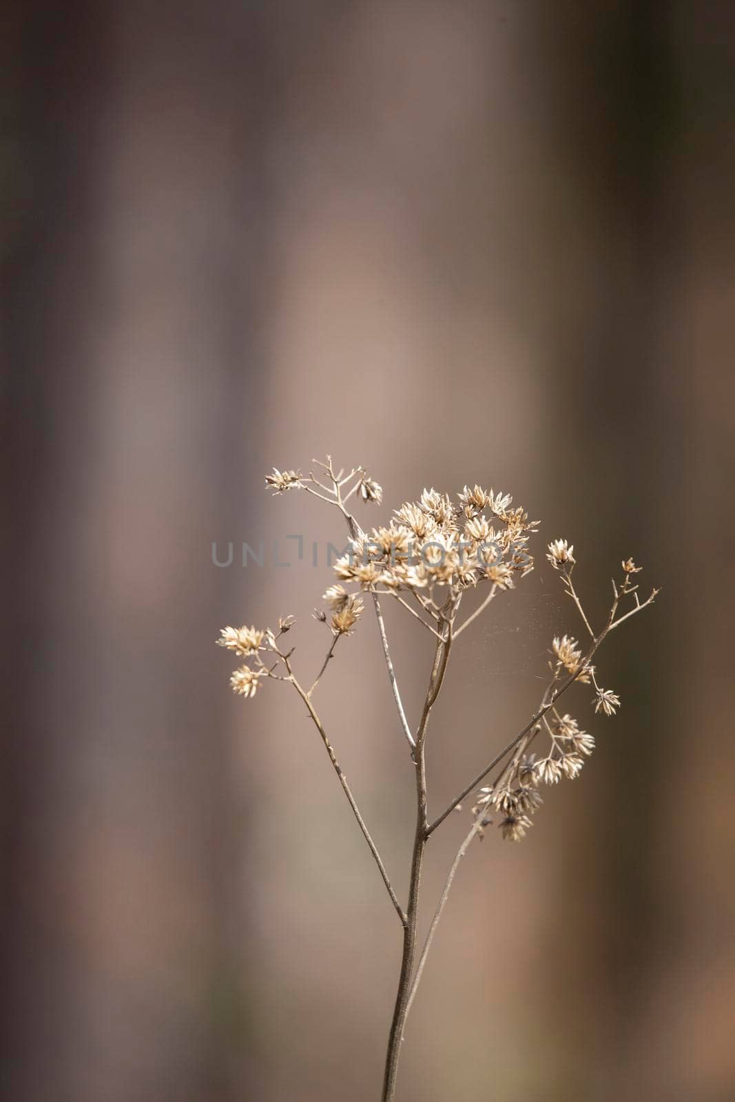 Close up of a bouquet of dried weeds