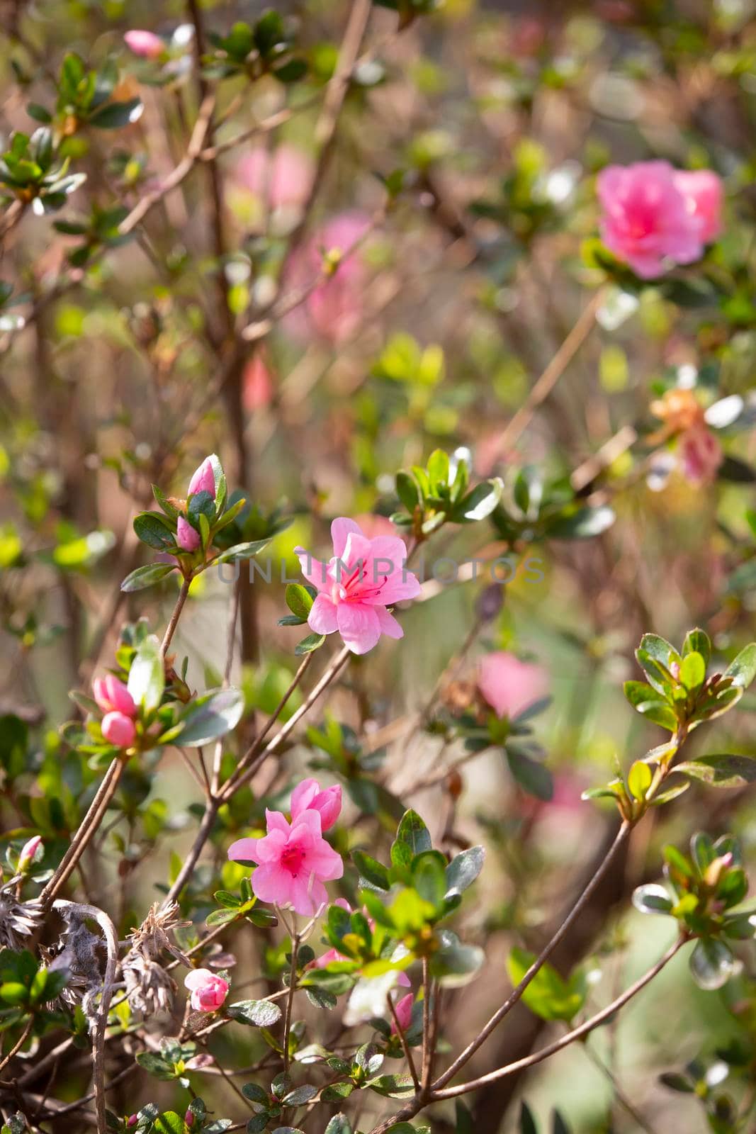 Pink flowers blooming on a bright, warm day