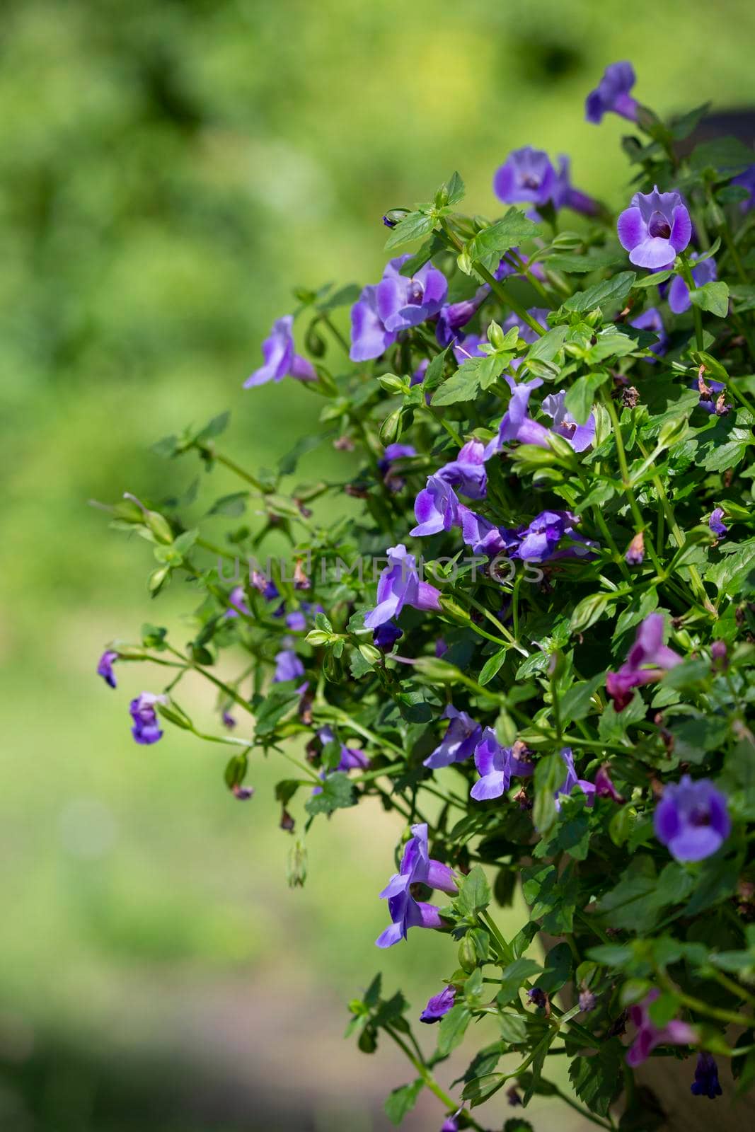 Close up of purple flowers growing on a bush