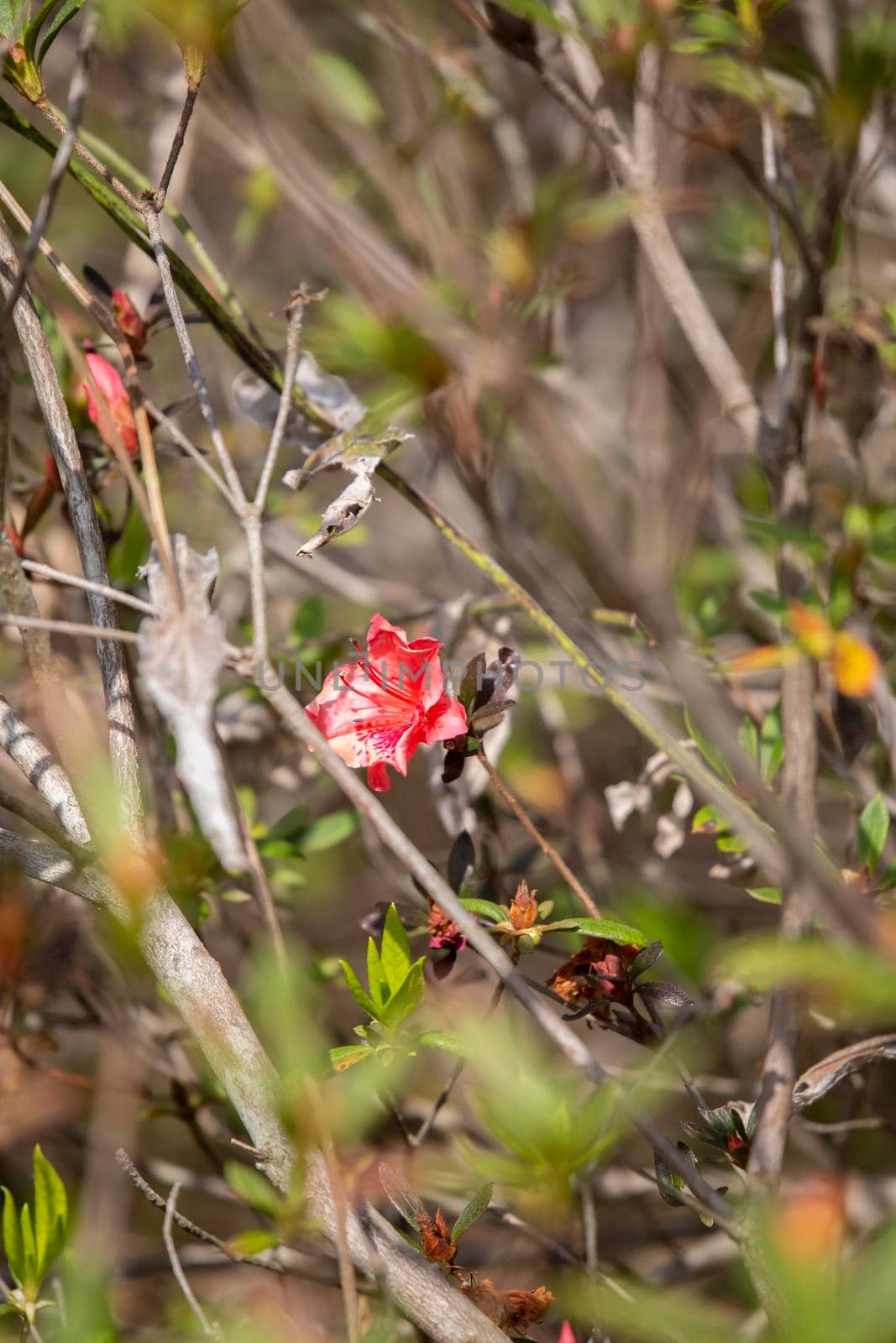 Red Flower Bloom by tornado98