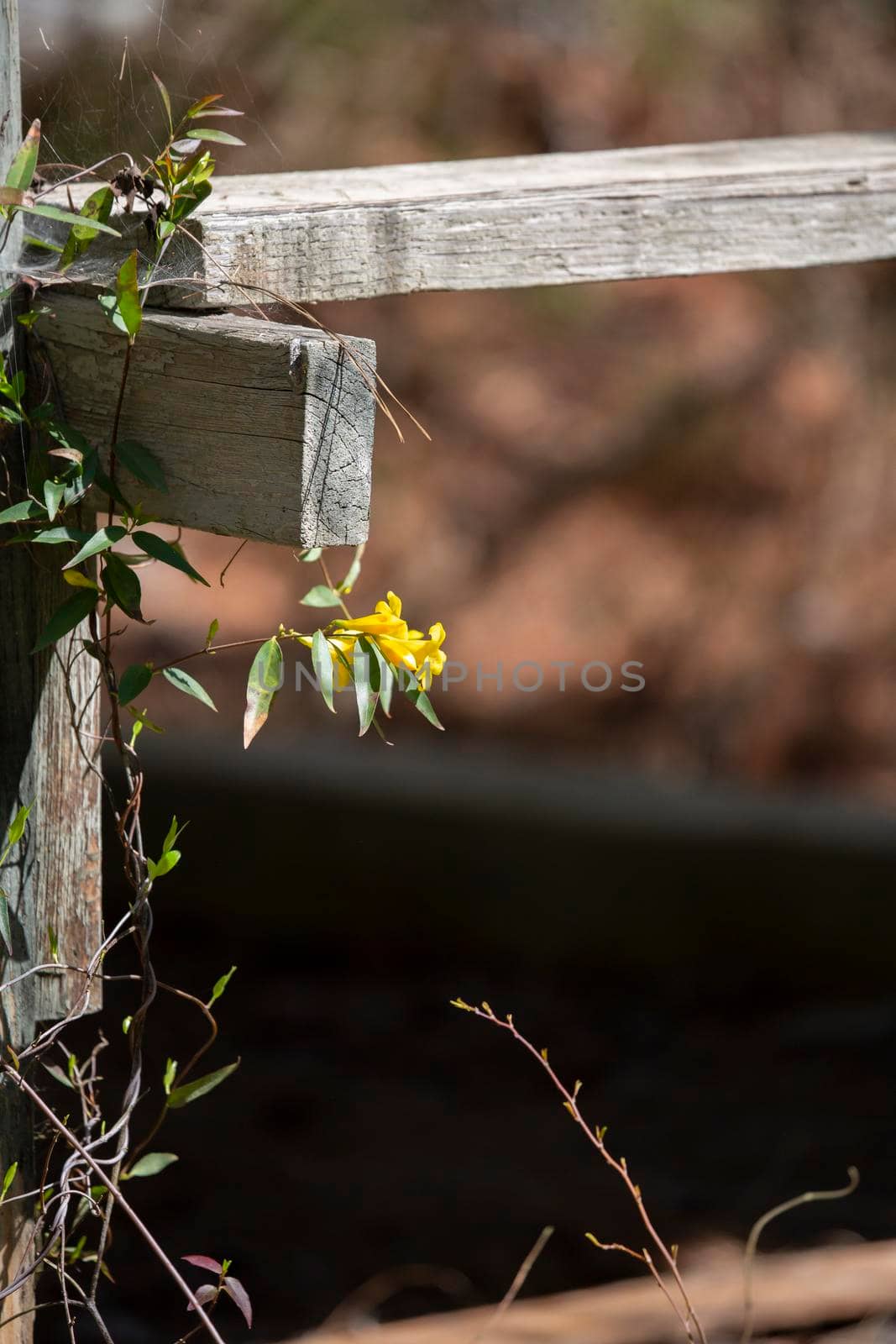 Yellow Bell Flowers on Wood by tornado98