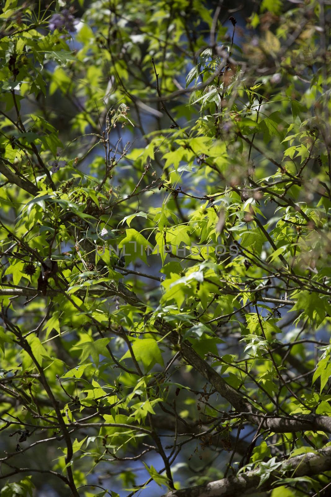 Thick green leaves from a sweetgum tree (Liquidambar)