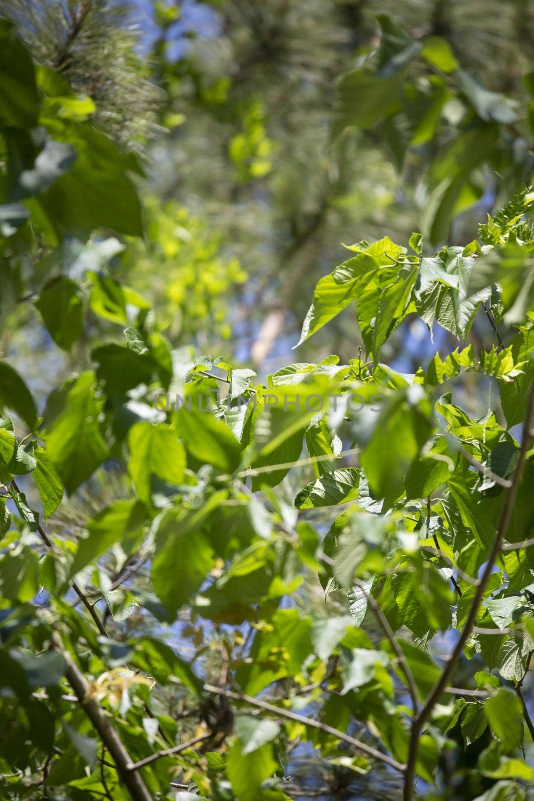 Close up of bright green leaves on a tree
