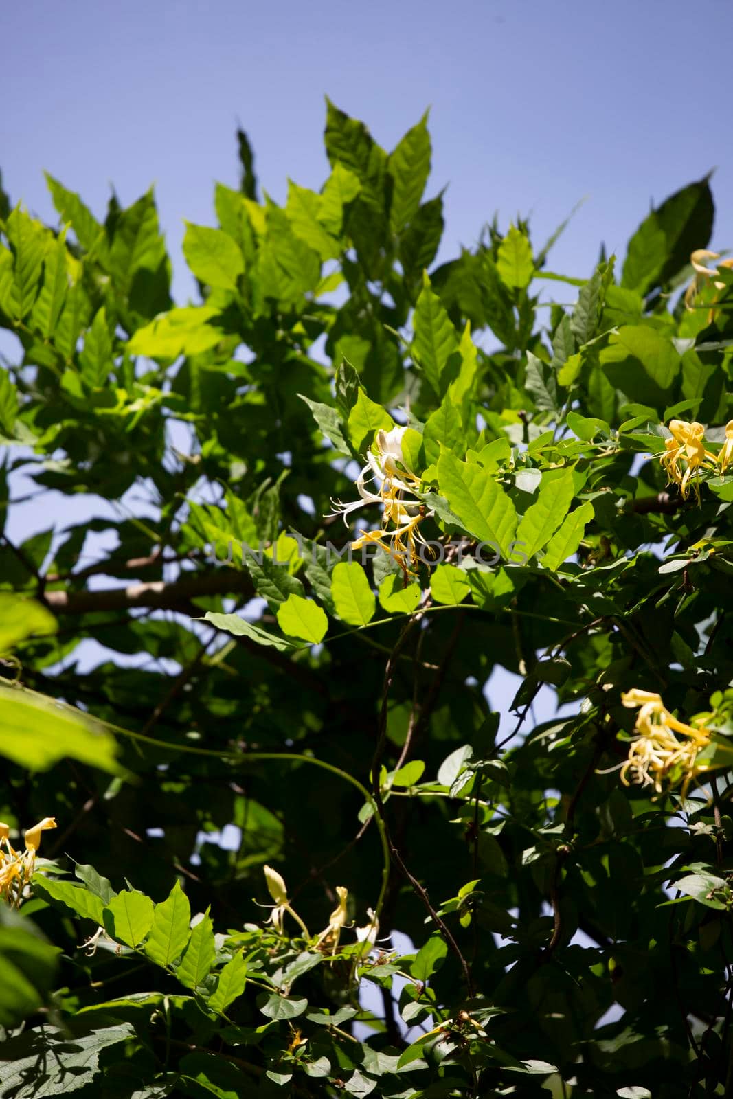 White and yellow honeysuckle) blooms both blossoming and about to blossom