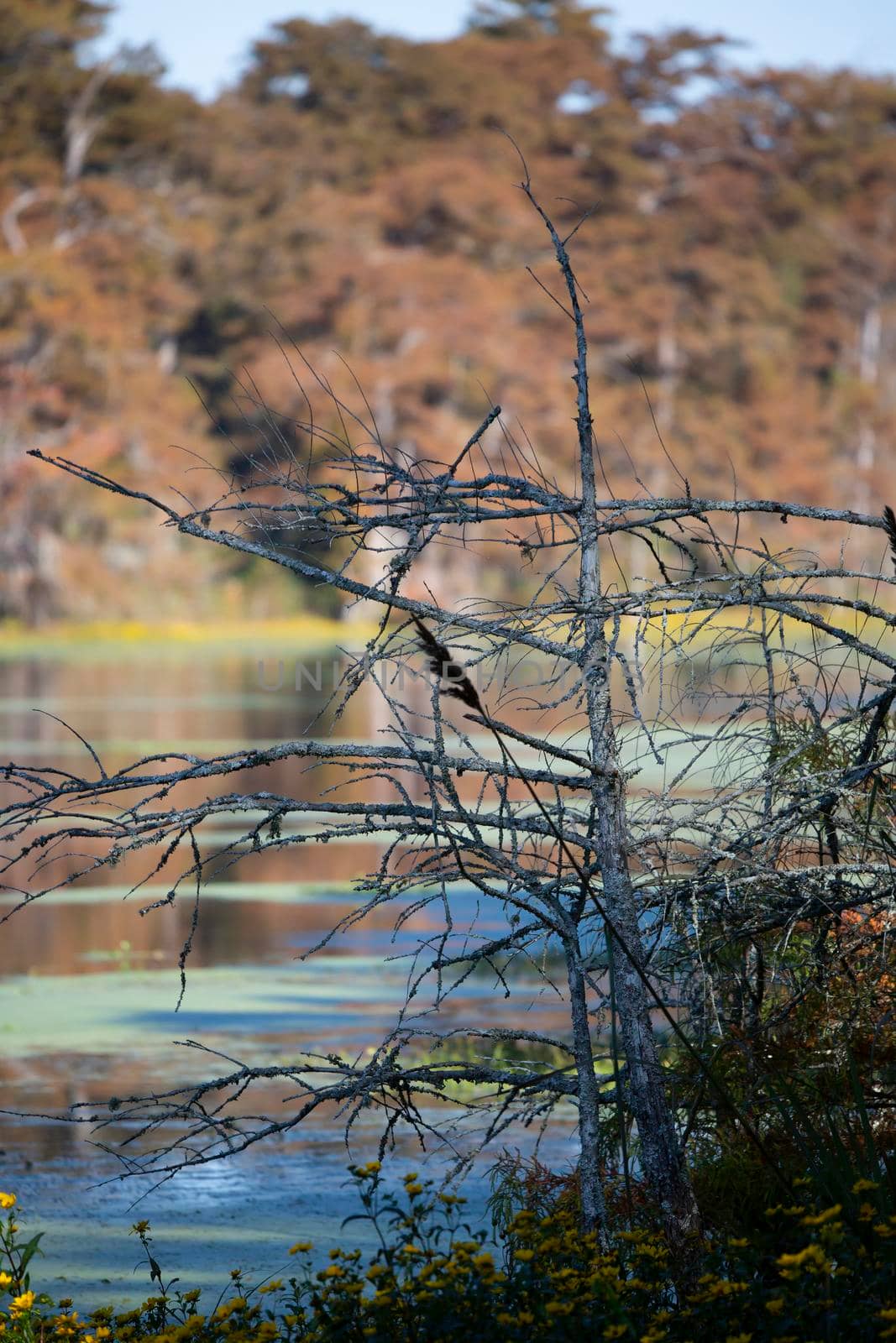 Fall foliage blocking an out of focus swampy lake and lake shore