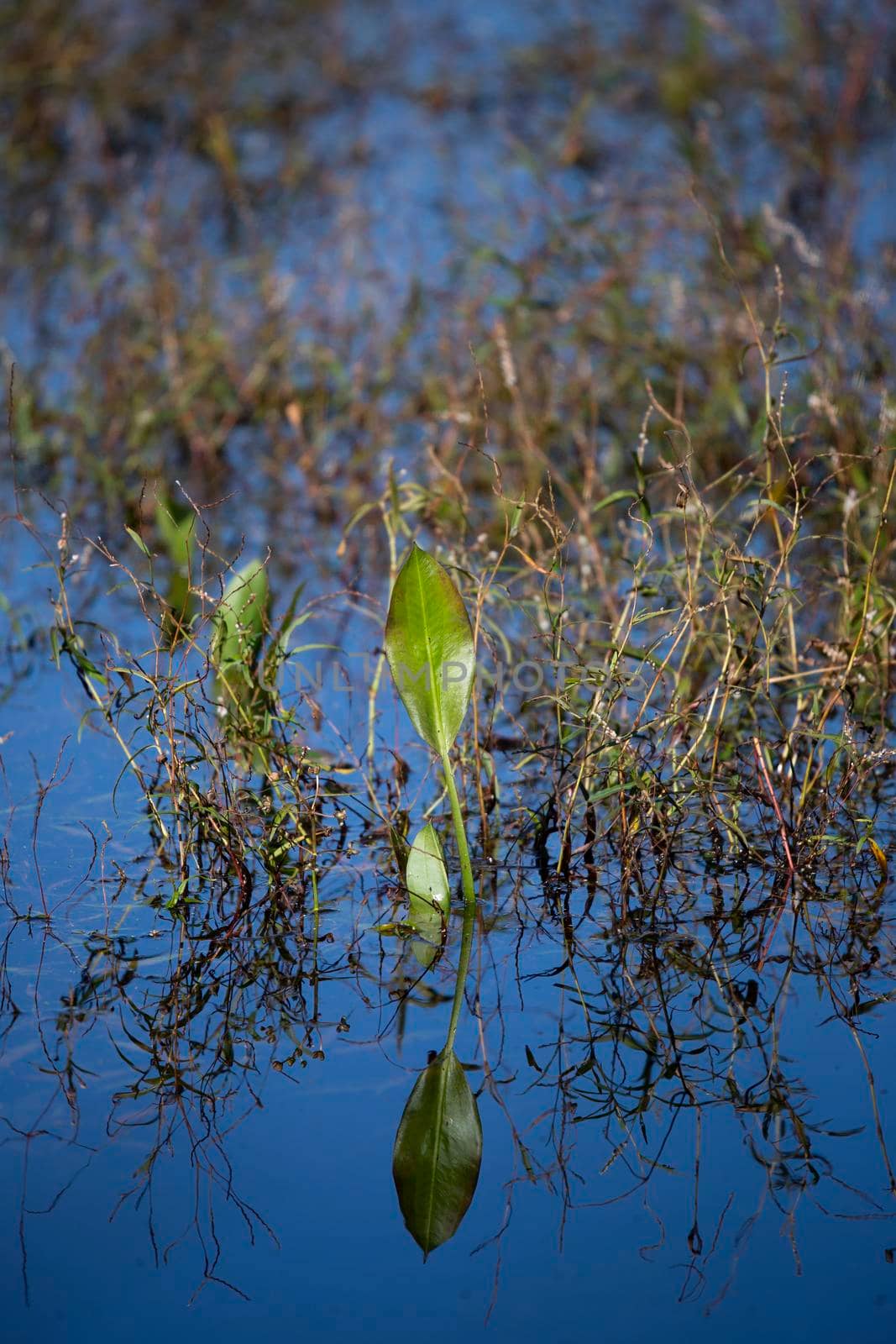 Foliage Growing in a Lake by tornado98