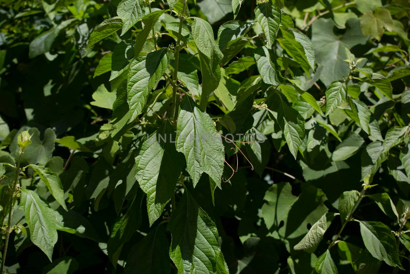 Close up of green, summer leaves on a bush