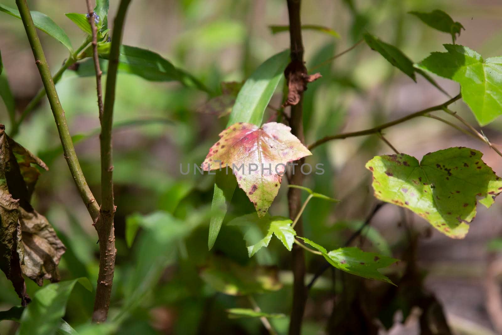 Yellow and red leaf on a stalk among green and red leaves