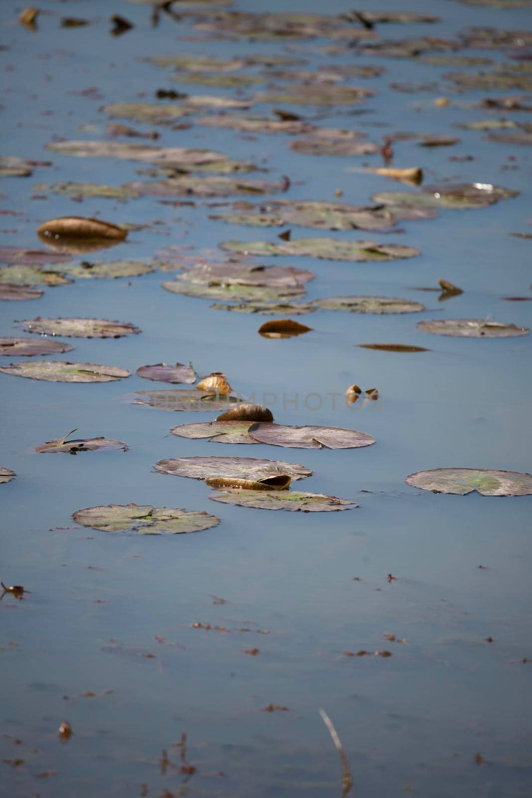 Lily pads scattered throughout the surface of a lake