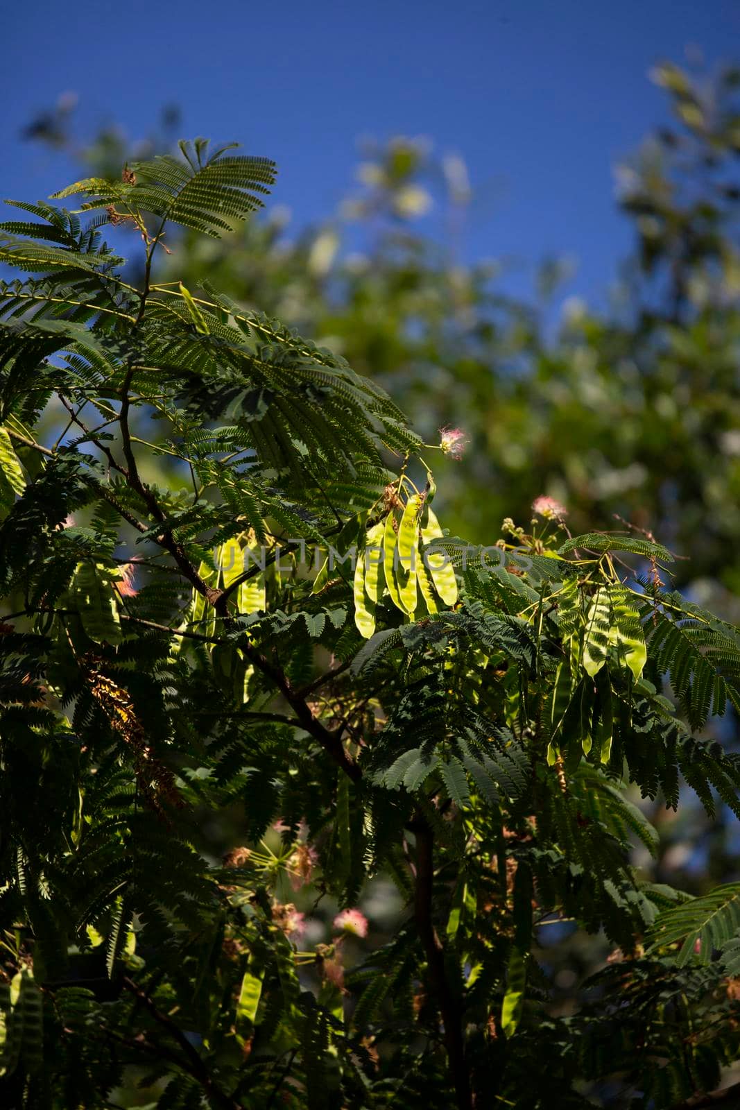 Seeds on a Mimosa Tree by tornado98