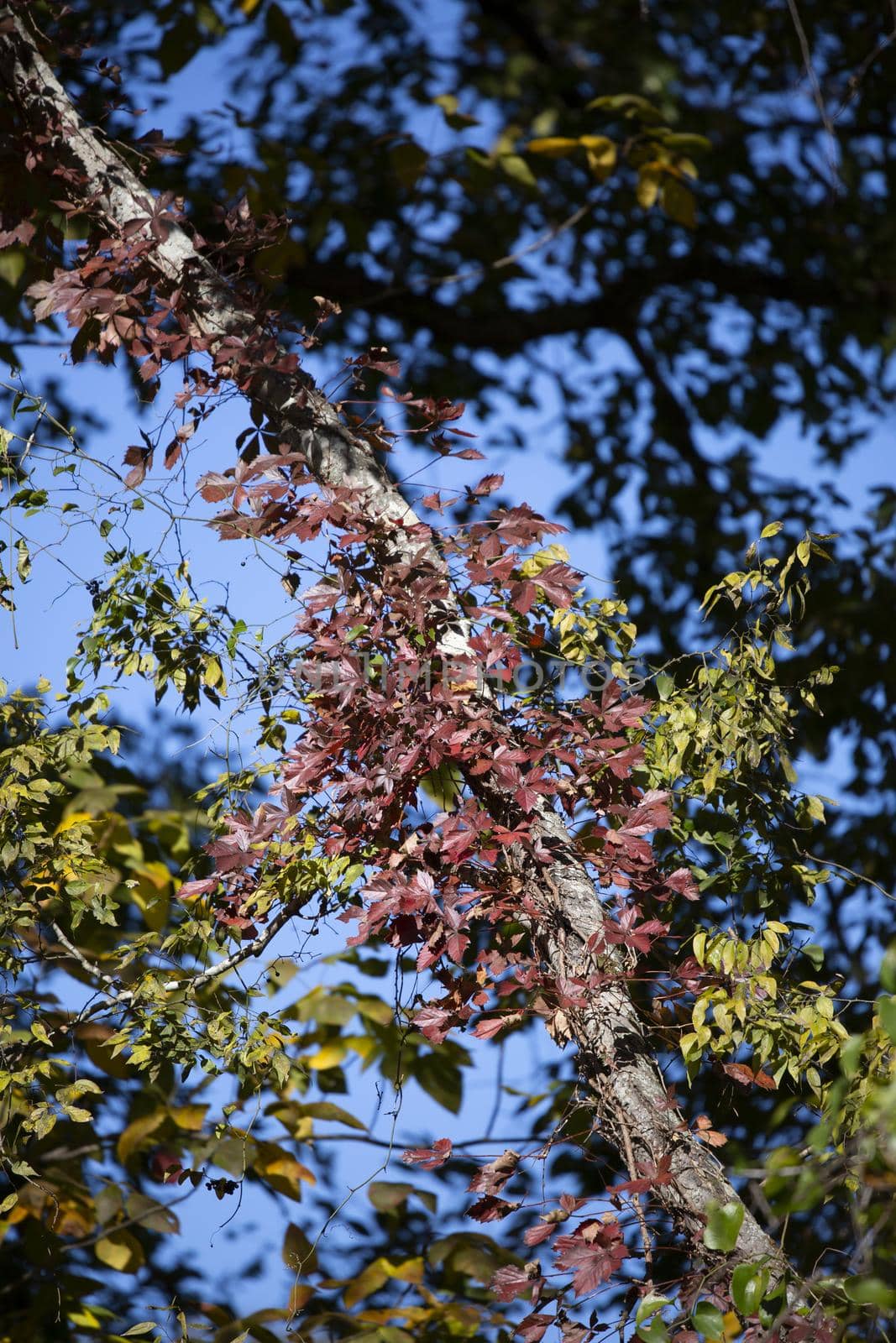 Red leaves growing on a tree during the autumn season