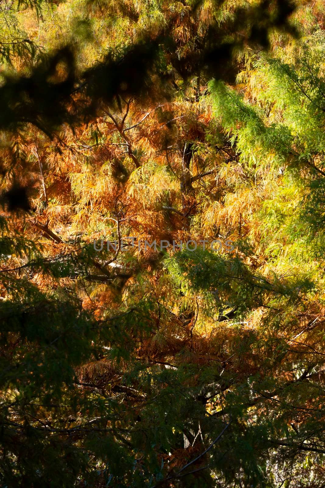 Fall Cypress Needles by tornado98