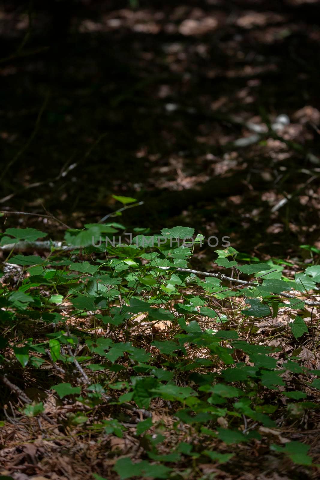 Growth on the Forest Floor by tornado98