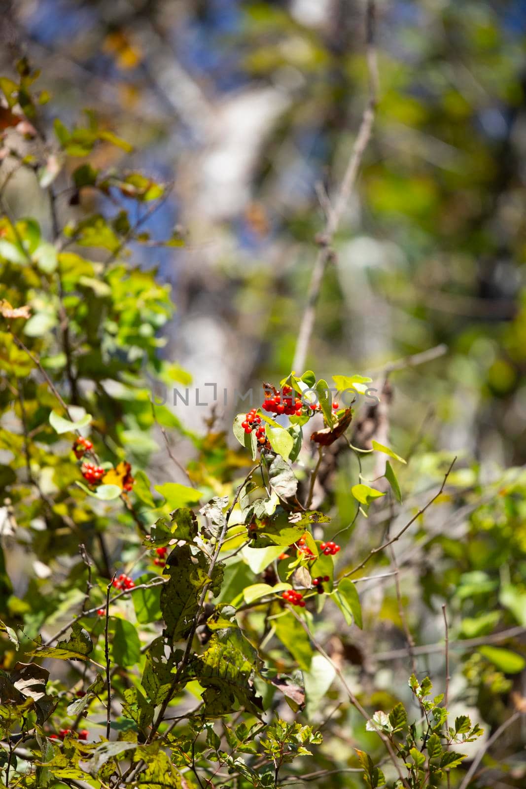 Berries on a Bush by tornado98