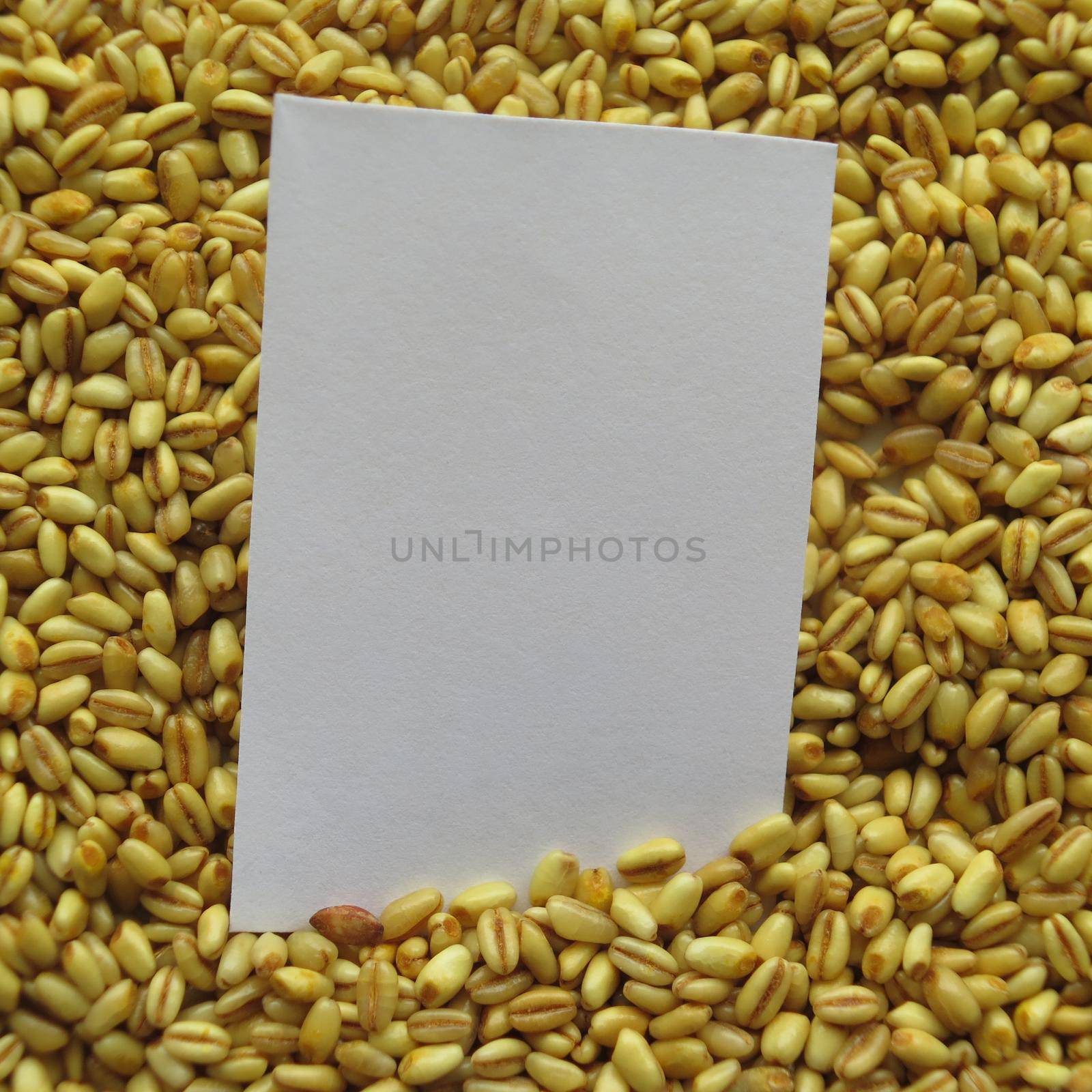 Closeup of White tag on Heap of raw wheat Background by aroas