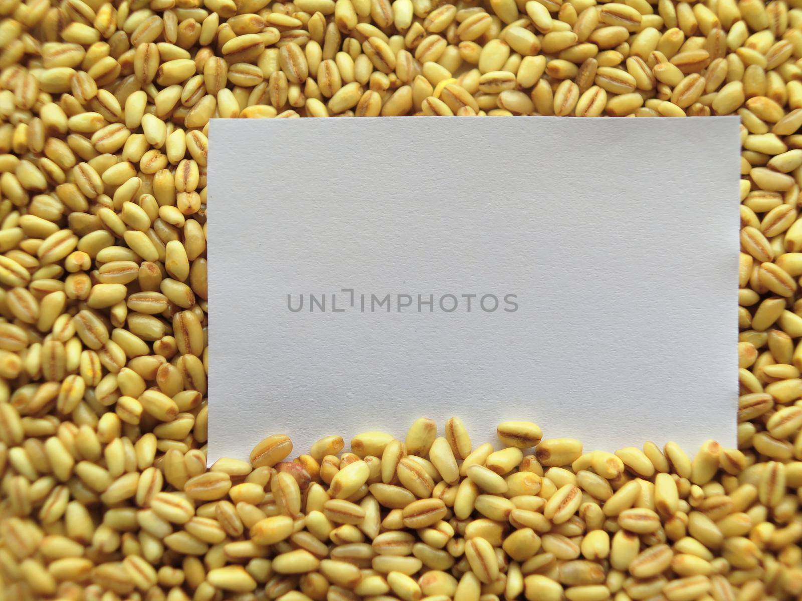 Closeup of White tag on Heap of raw wheat Background by aroas