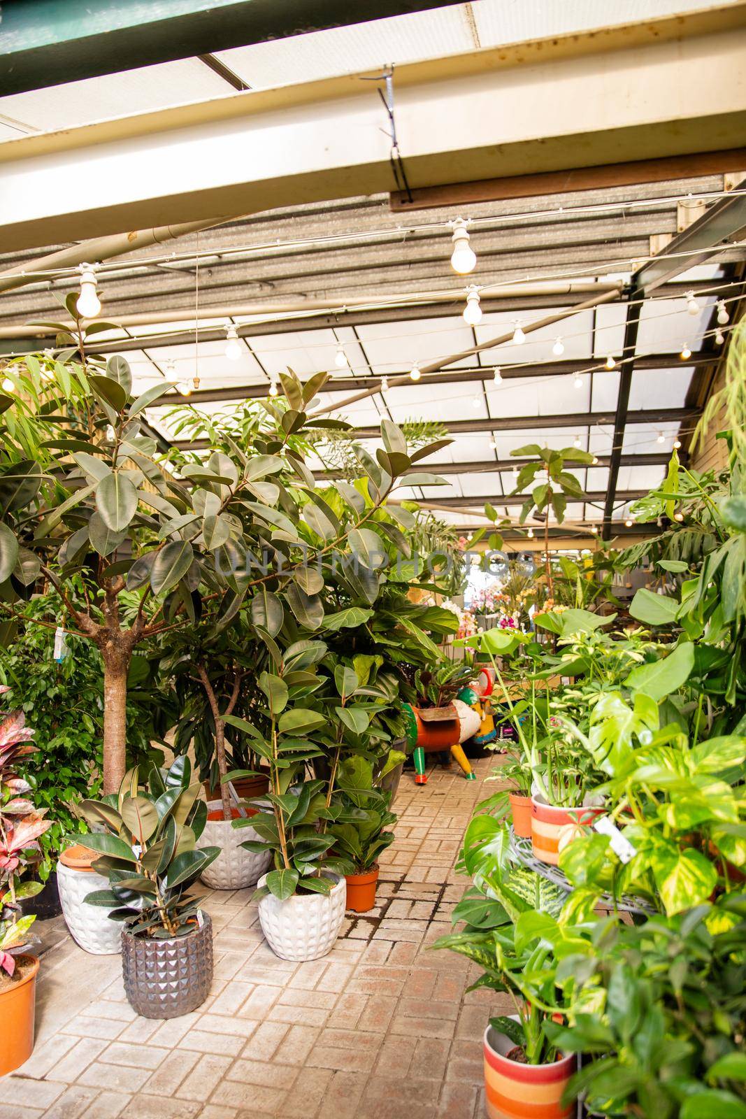 Display of plants and small trees inside shop with low glass ceiling. Variety of fresh plants on ceramic and clay pots for sale inside store. Houseplants and nature