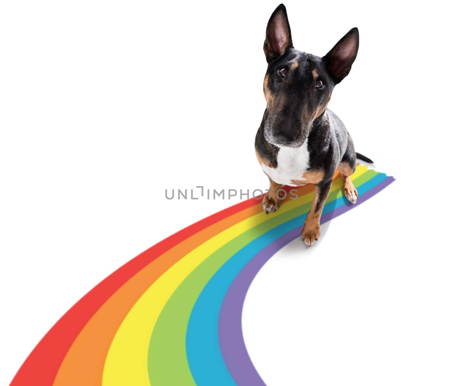 fairy  funny gay dog proud of human rights waving  with lgbt rainbow flag , isolated on white background