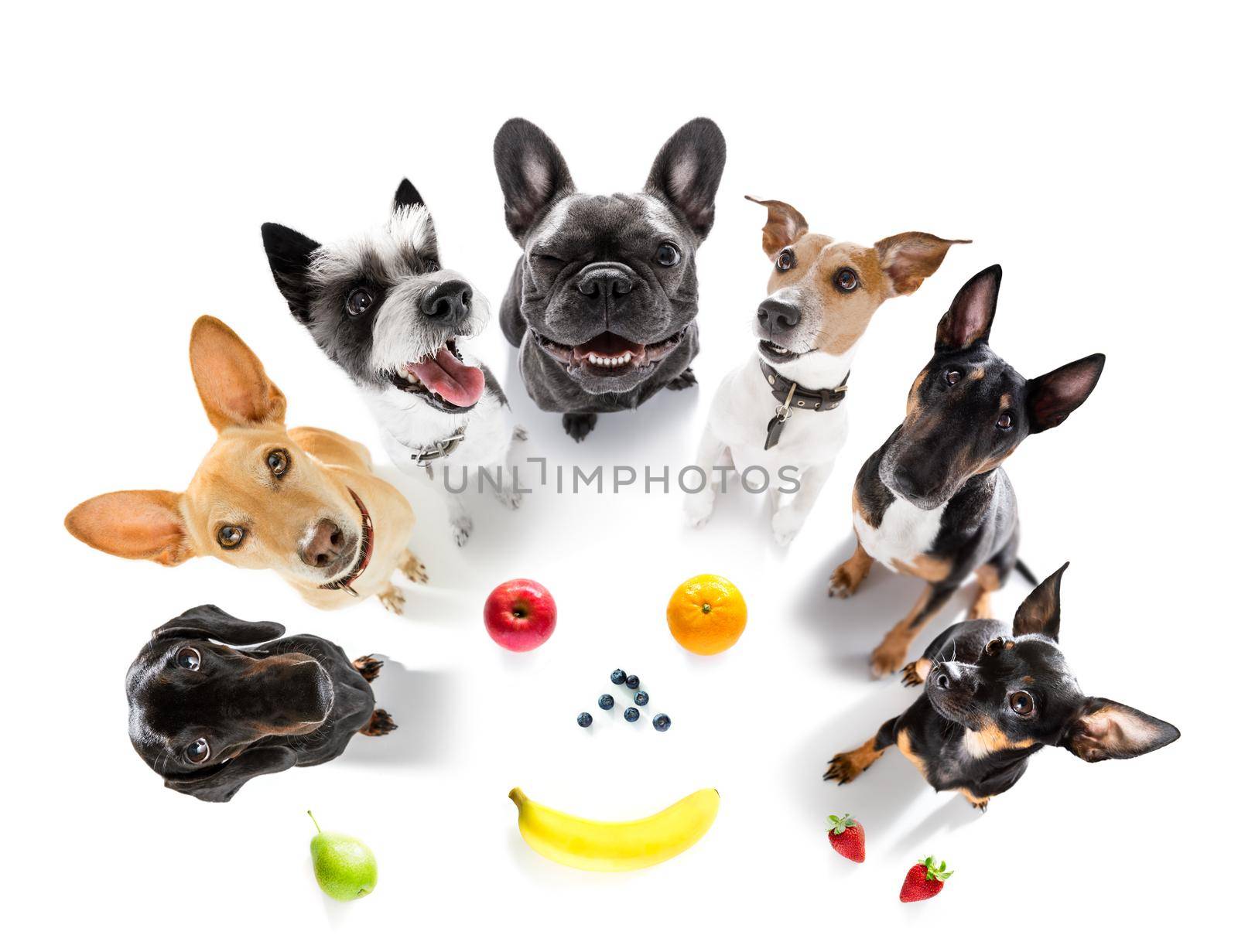 couple of dogs  around healthy fruits by Brosch