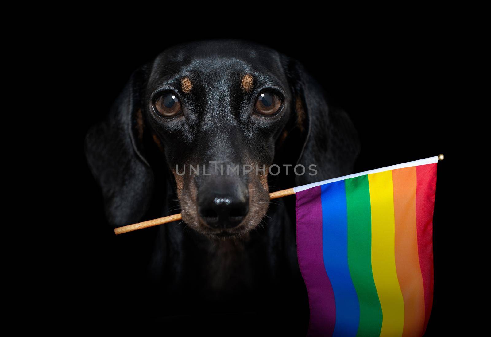 gay pride dog  by Brosch
