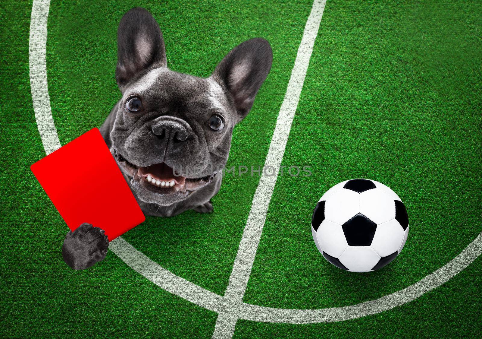 referee arbitrator umpire frech bulldog dog ,showing red card,  isolated on white background