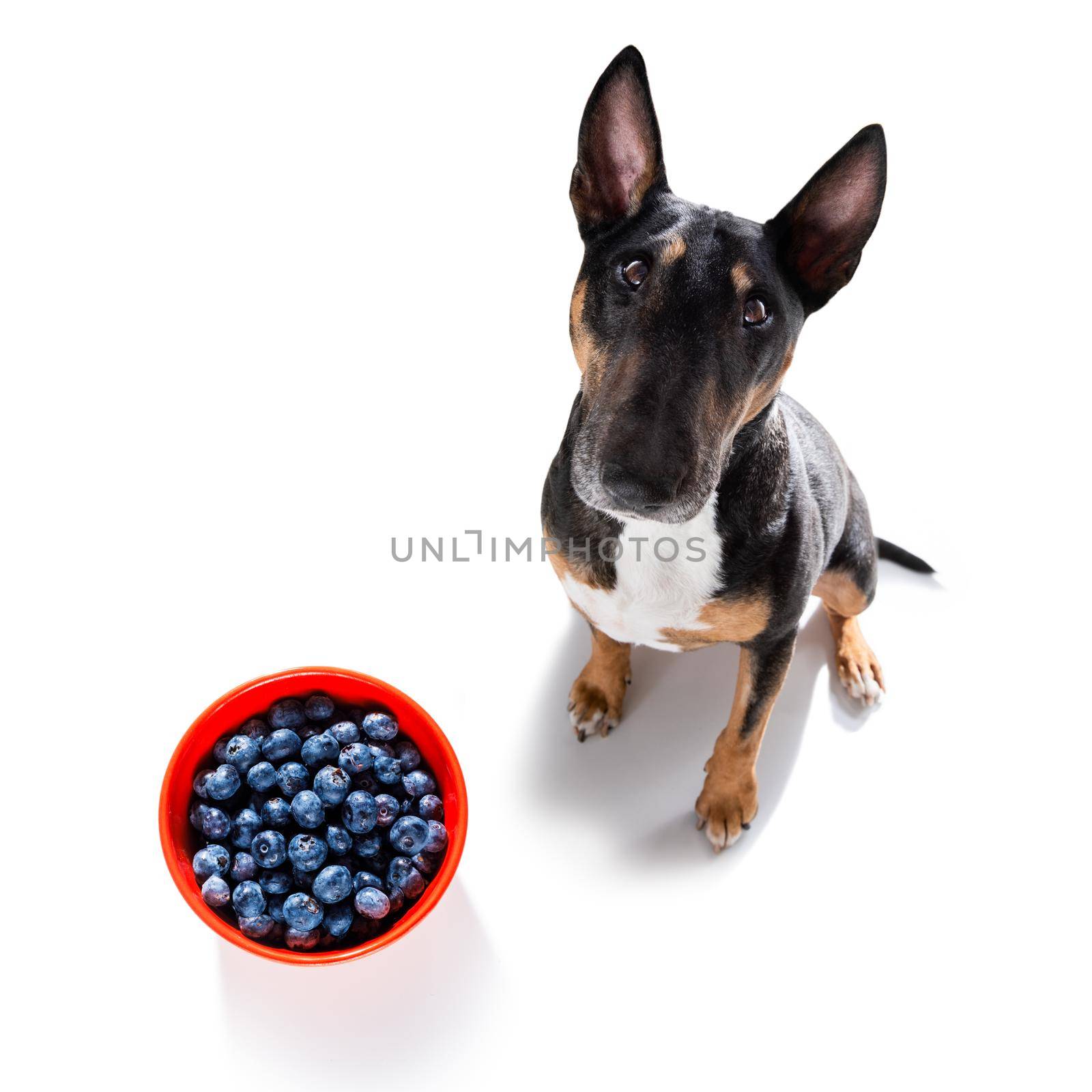dog with guilty conscience  for overweight, and to loose weight , isolated on white background and fresh vegan vegetarian fruit around