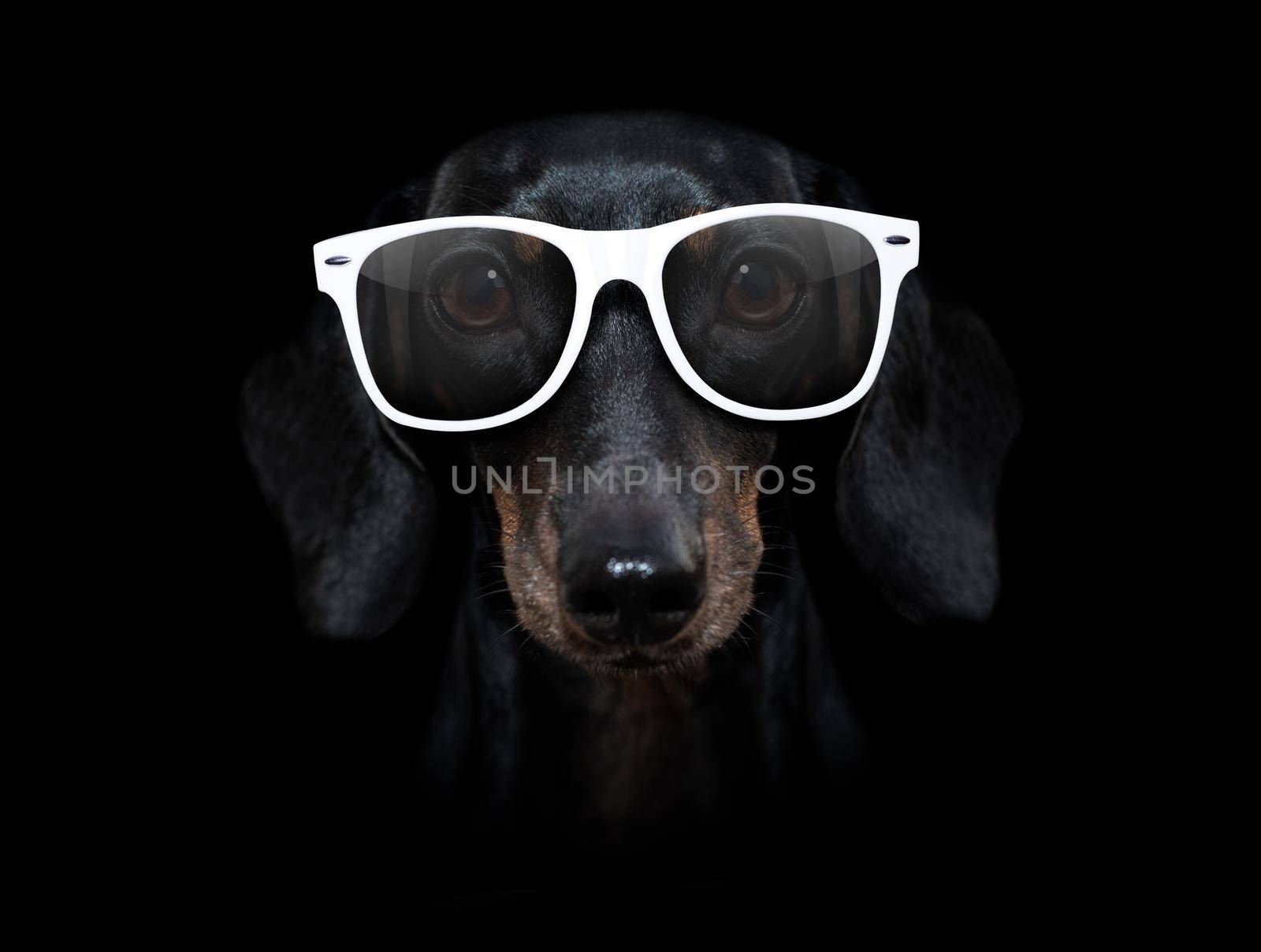 dog isolated on black dramtic dark background by Brosch