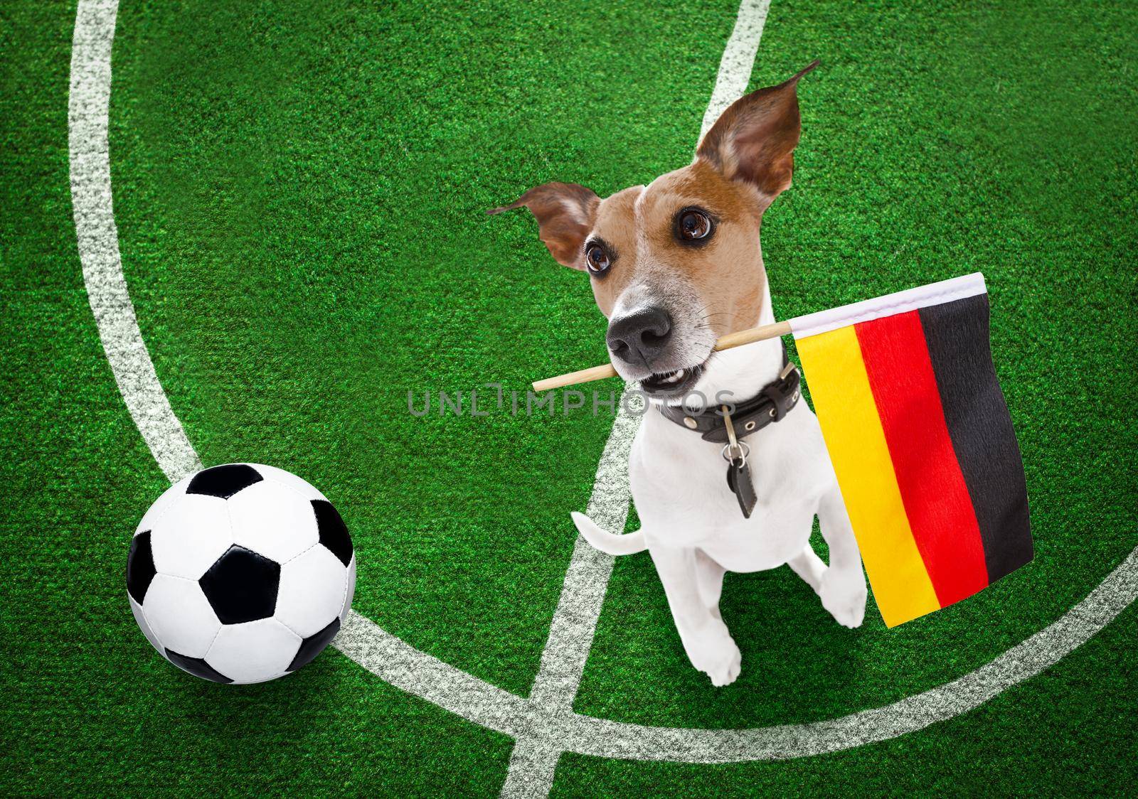 soccer jack russell terrier  dog playing with leather ball  , on football grass field